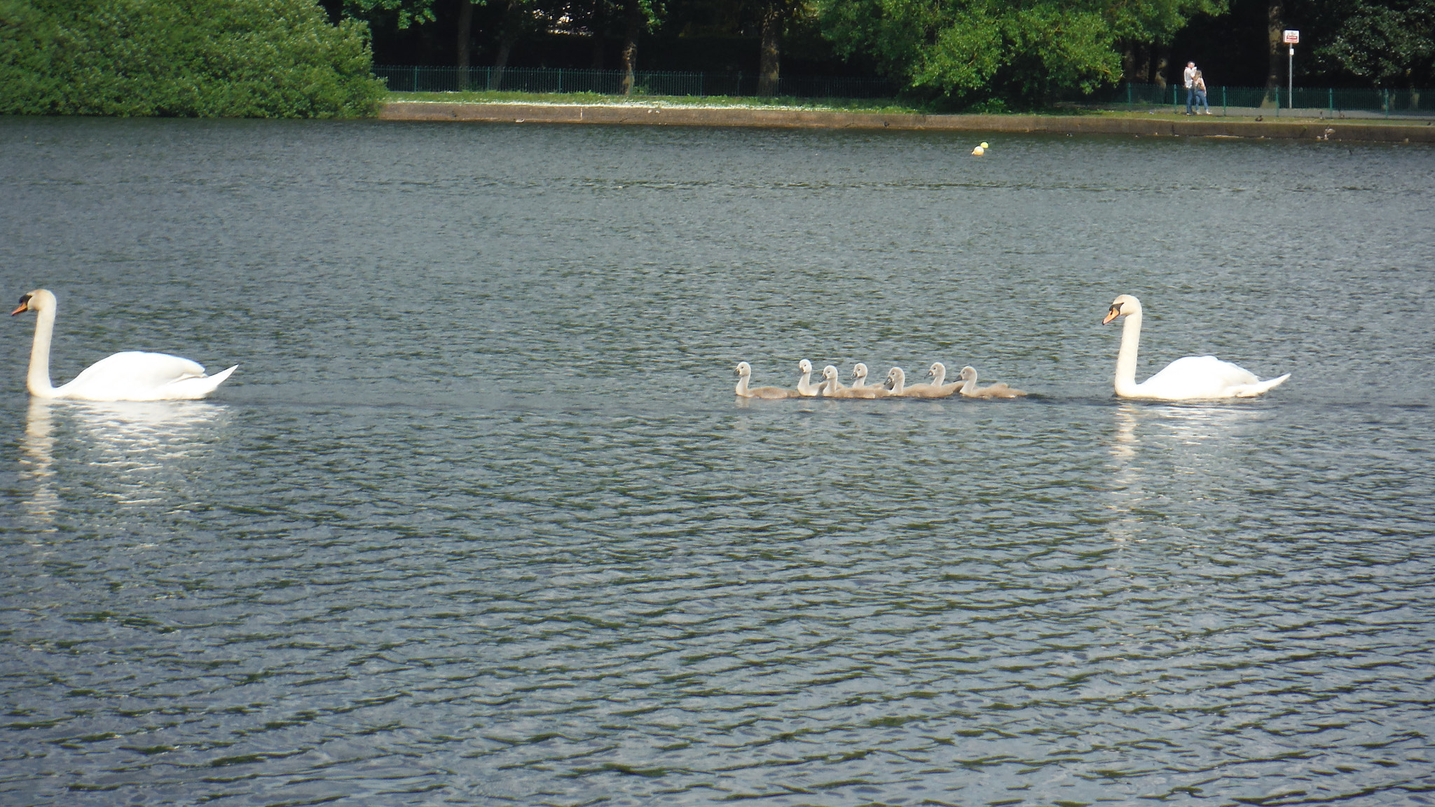 Fujifilm FinePix XP70 XP71 XP75 sample photo. Cygnets photography