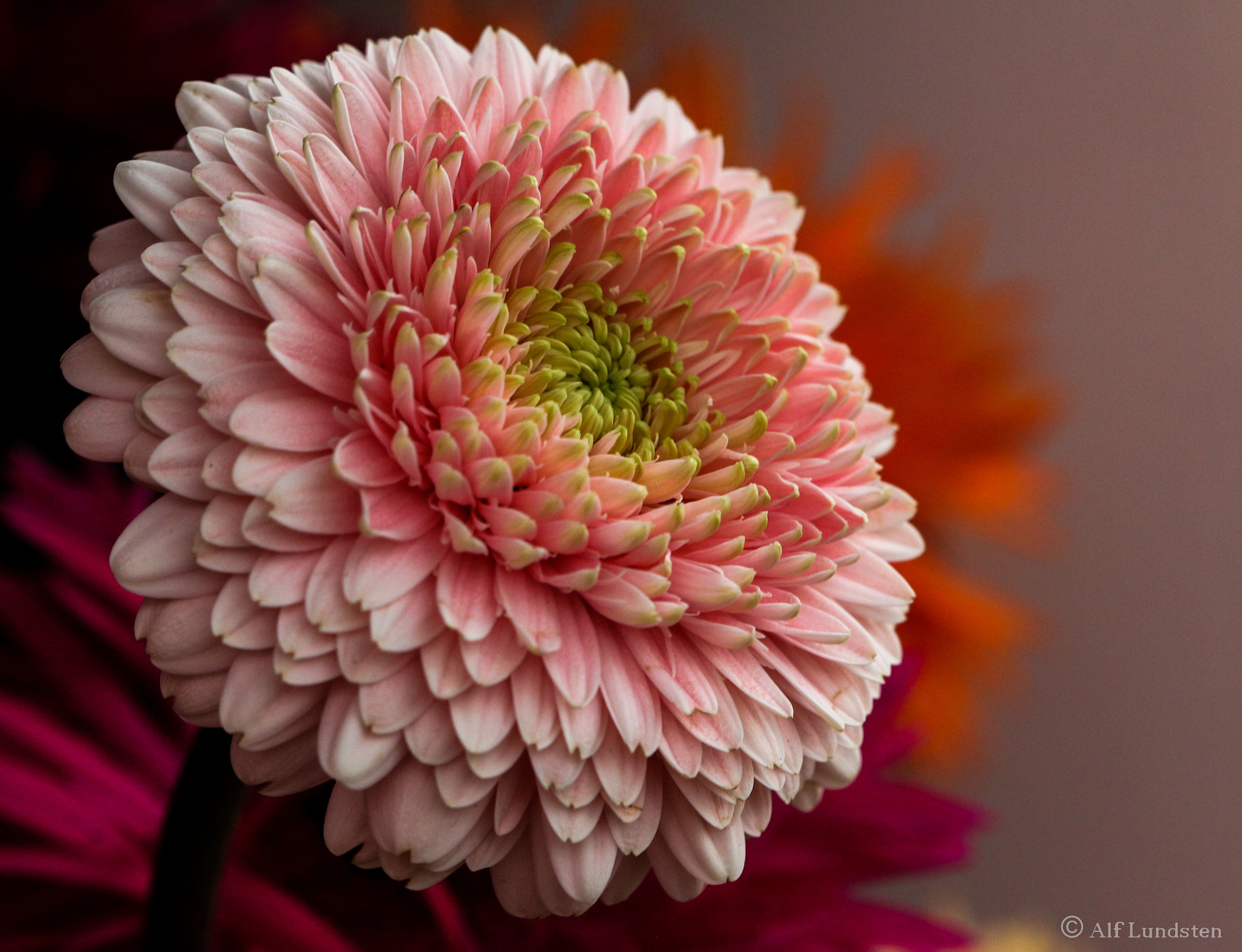 Canon EF 100mm F2.8 Macro USM sample photo. D-d-d-d-double photography
