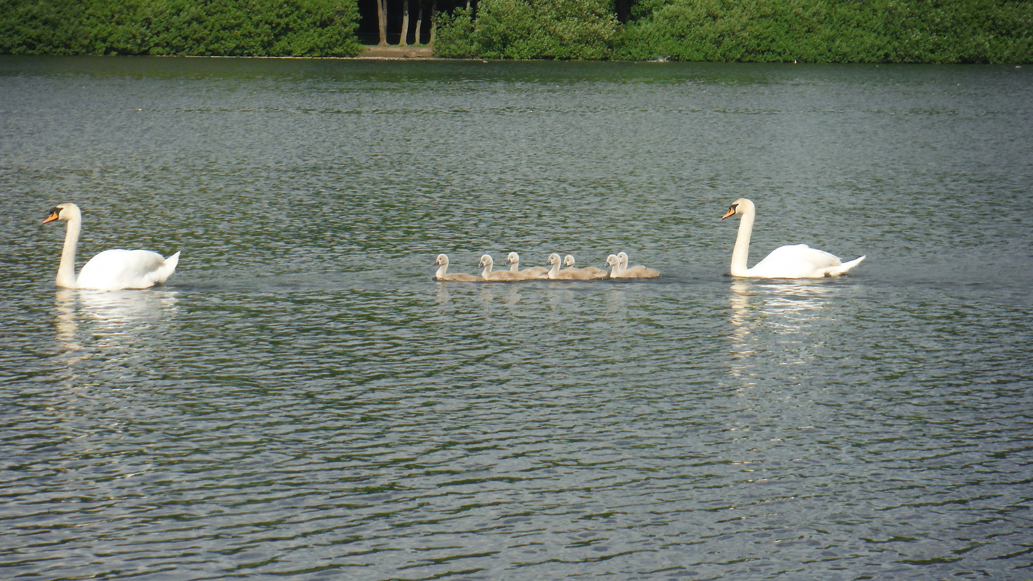 Fujifilm FinePix XP70 XP71 XP75 sample photo. Cygnets photography