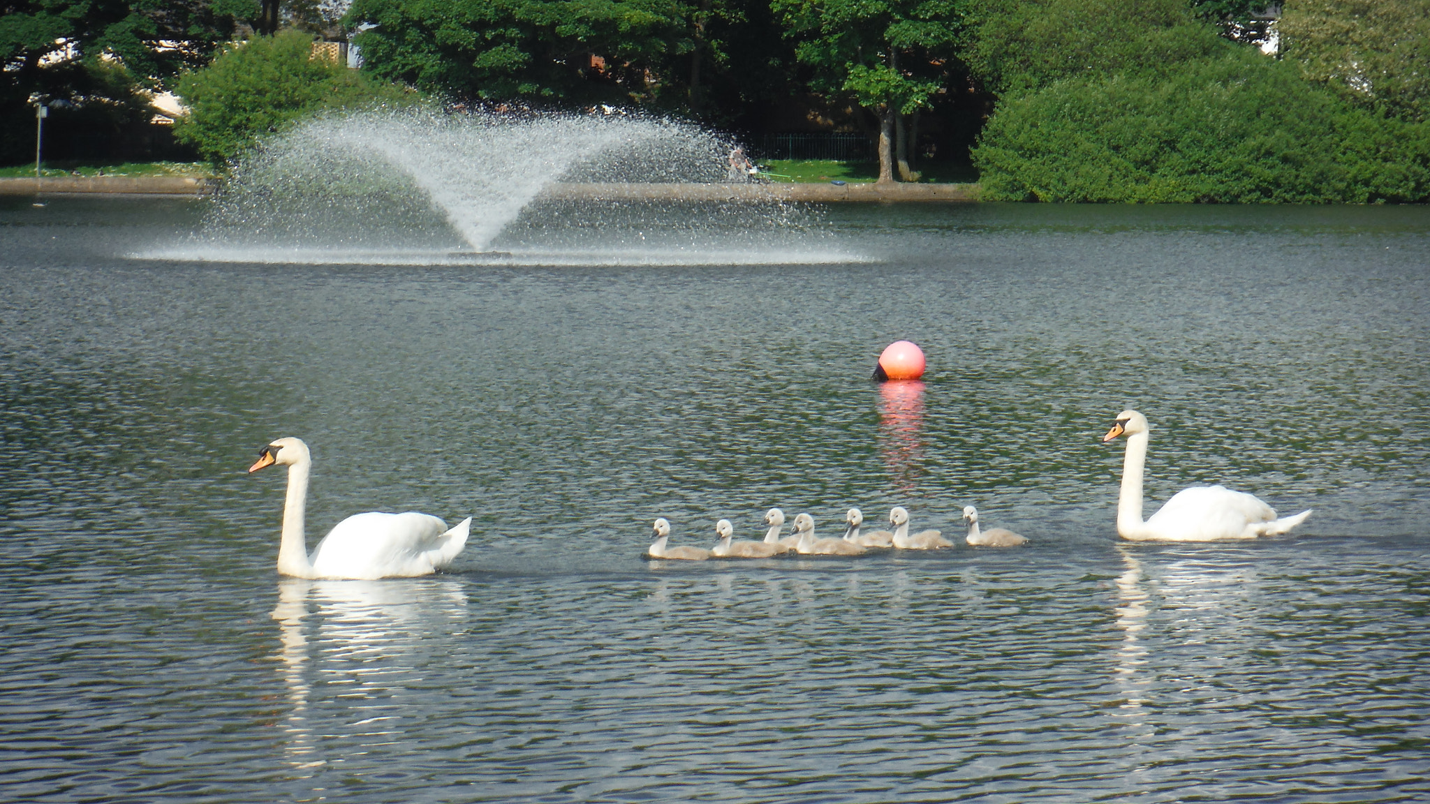 Fujifilm FinePix XP70 XP71 XP75 sample photo. Cygnets photography