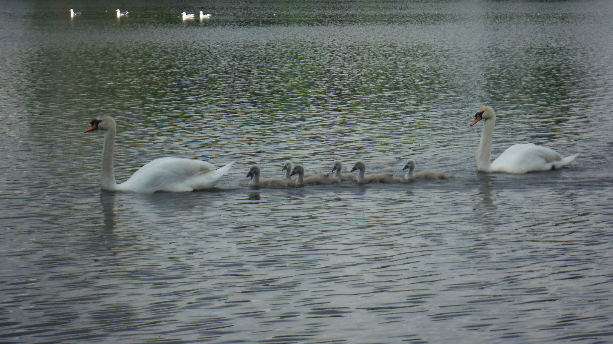 Fujifilm FinePix XP70 XP71 XP75 sample photo. Cygnets photography