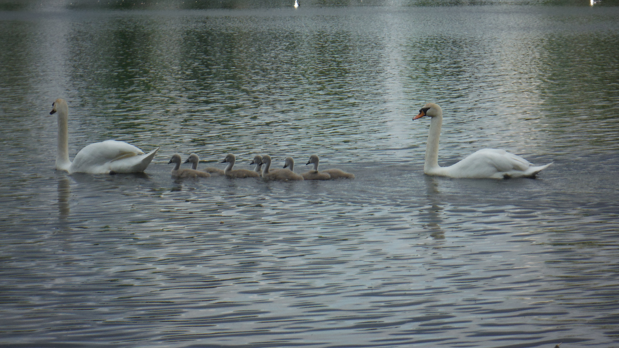 Fujifilm FinePix XP70 XP71 XP75 sample photo. Cygnets photography