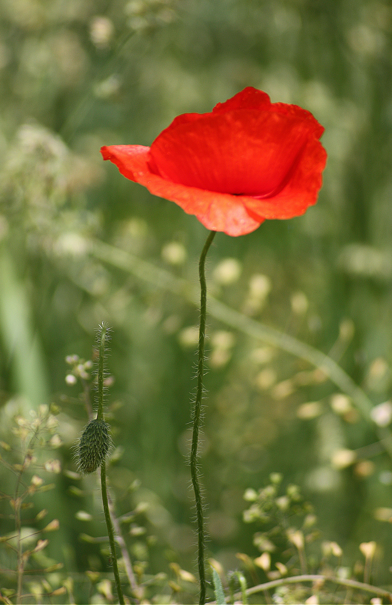 Sigma 70-300mm F4-5.6 APO DG Macro sample photo. Poppies photography