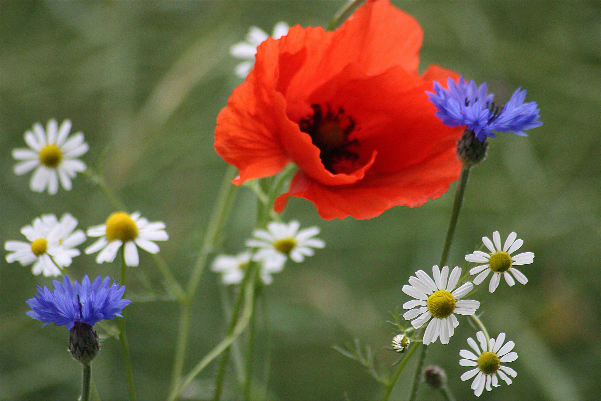 Sigma 70-300mm F4-5.6 APO DG Macro sample photo. Tricolor photography