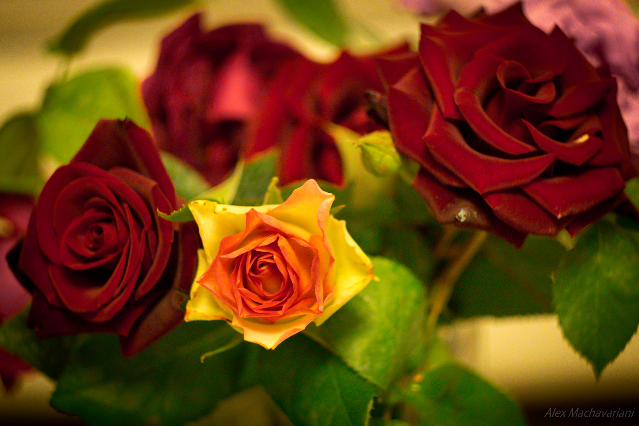 Canon EF 35-80mm f/4-5.6 sample photo. Armenian roses photography