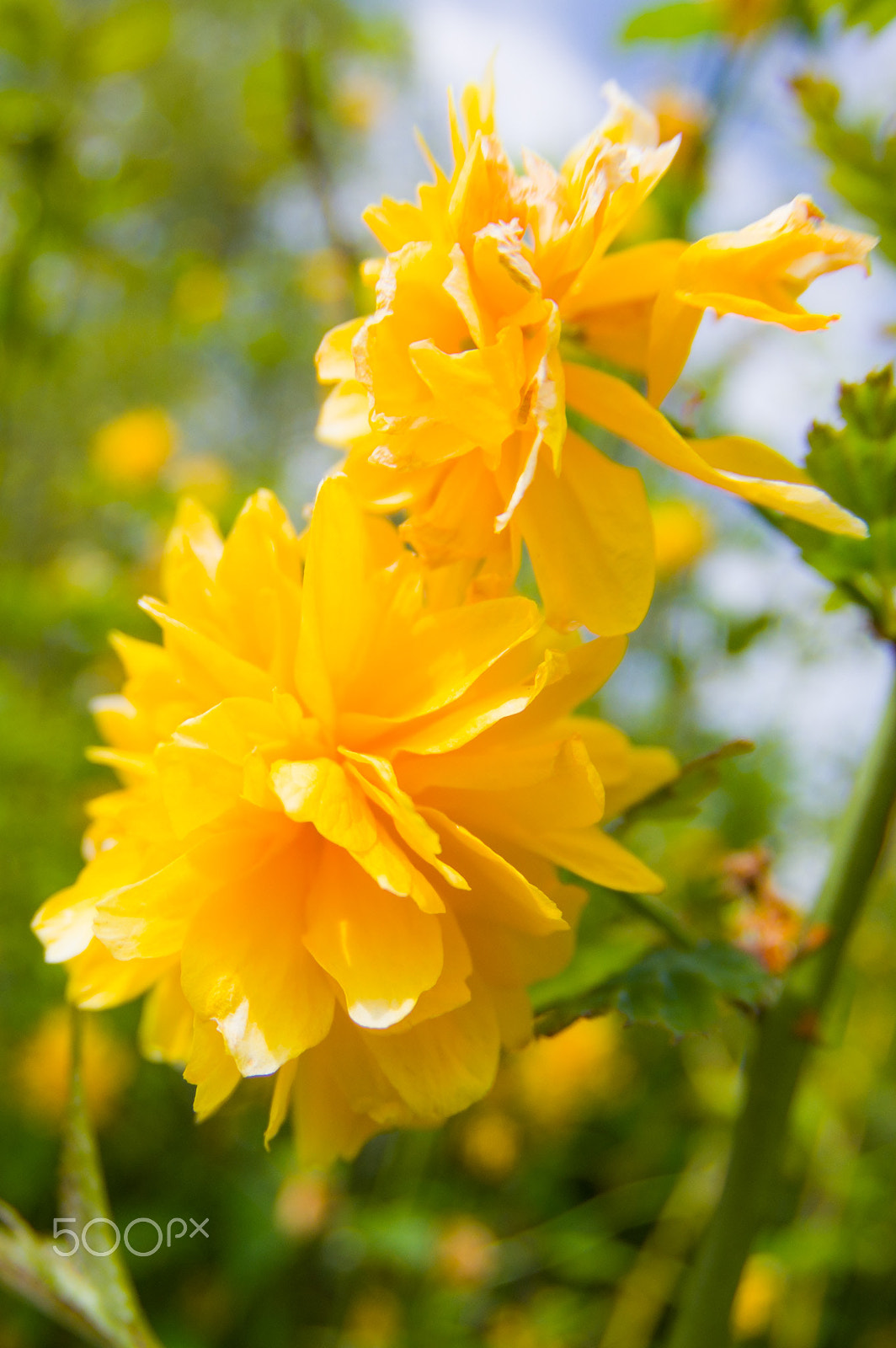 Pentax K-3 II sample photo. Yellow flowers photography