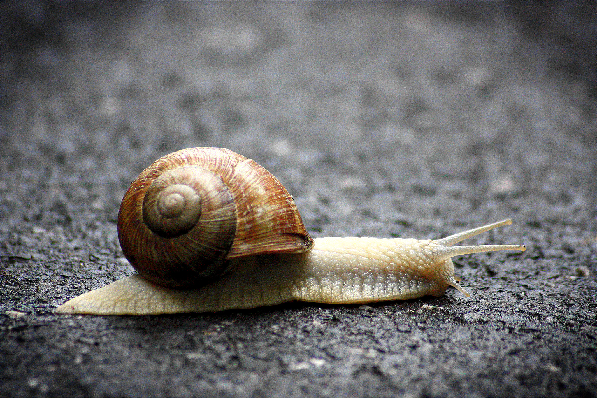 Sigma 70-300mm F4-5.6 APO DG Macro sample photo. Snail photography