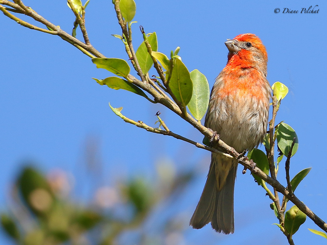 Canon EOS 7D Mark II + Canon EF 100-400mm F4.5-5.6L IS II USM sample photo. House finch photography