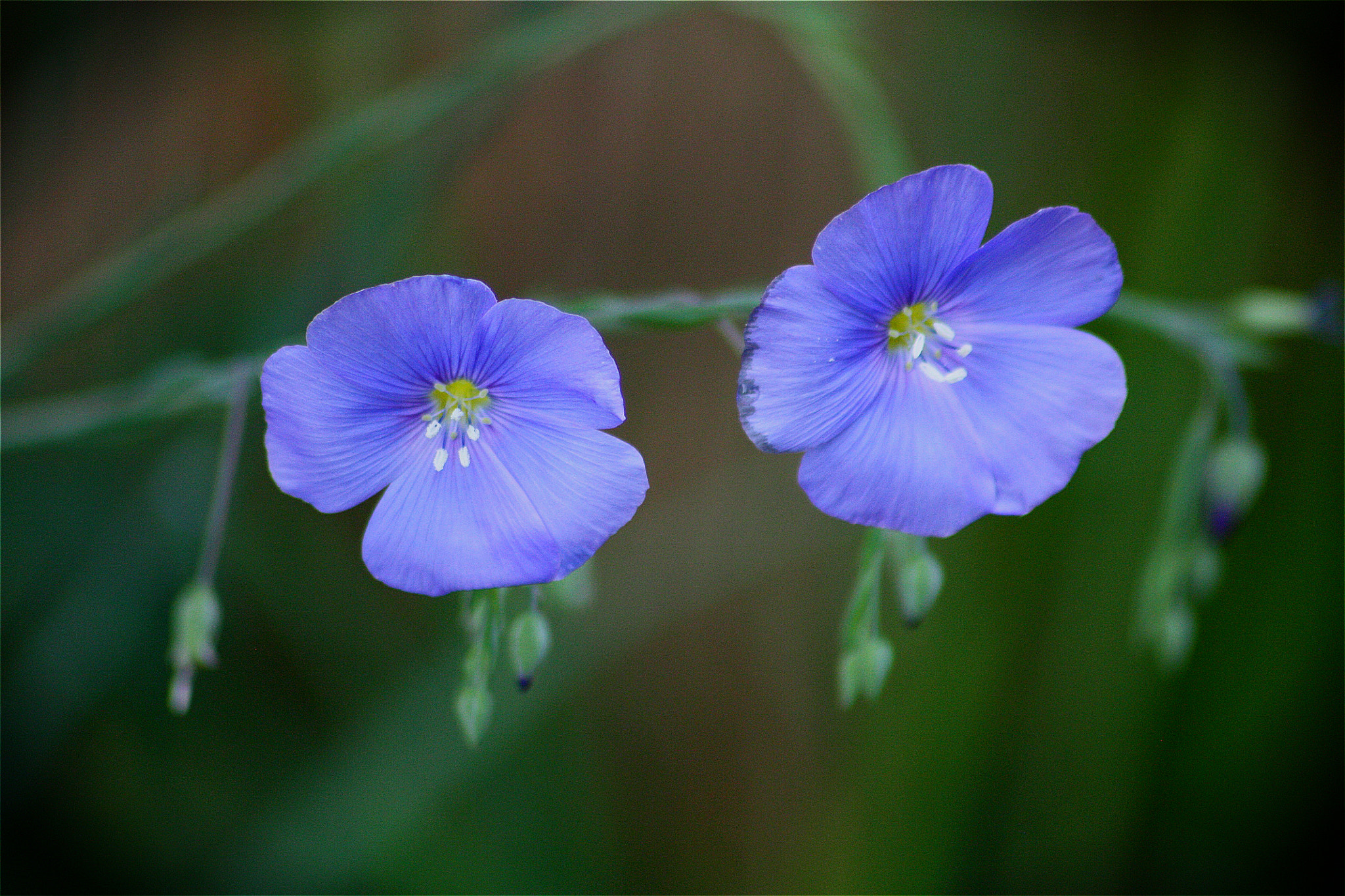 Sigma 70-300mm F4-5.6 APO DG Macro sample photo. Flax photography