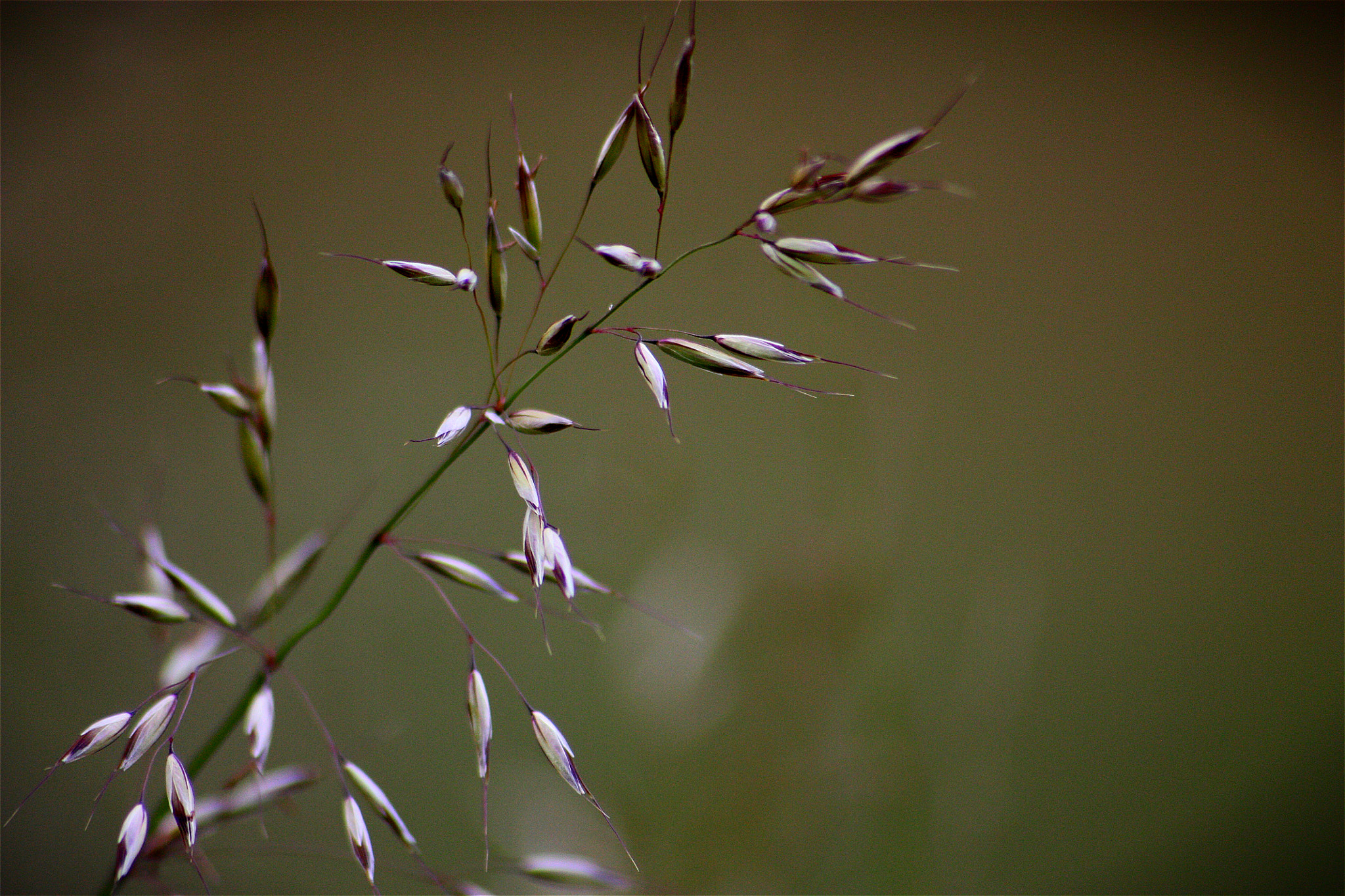 Sigma 70-300mm F4-5.6 APO DG Macro sample photo. Grass photography
