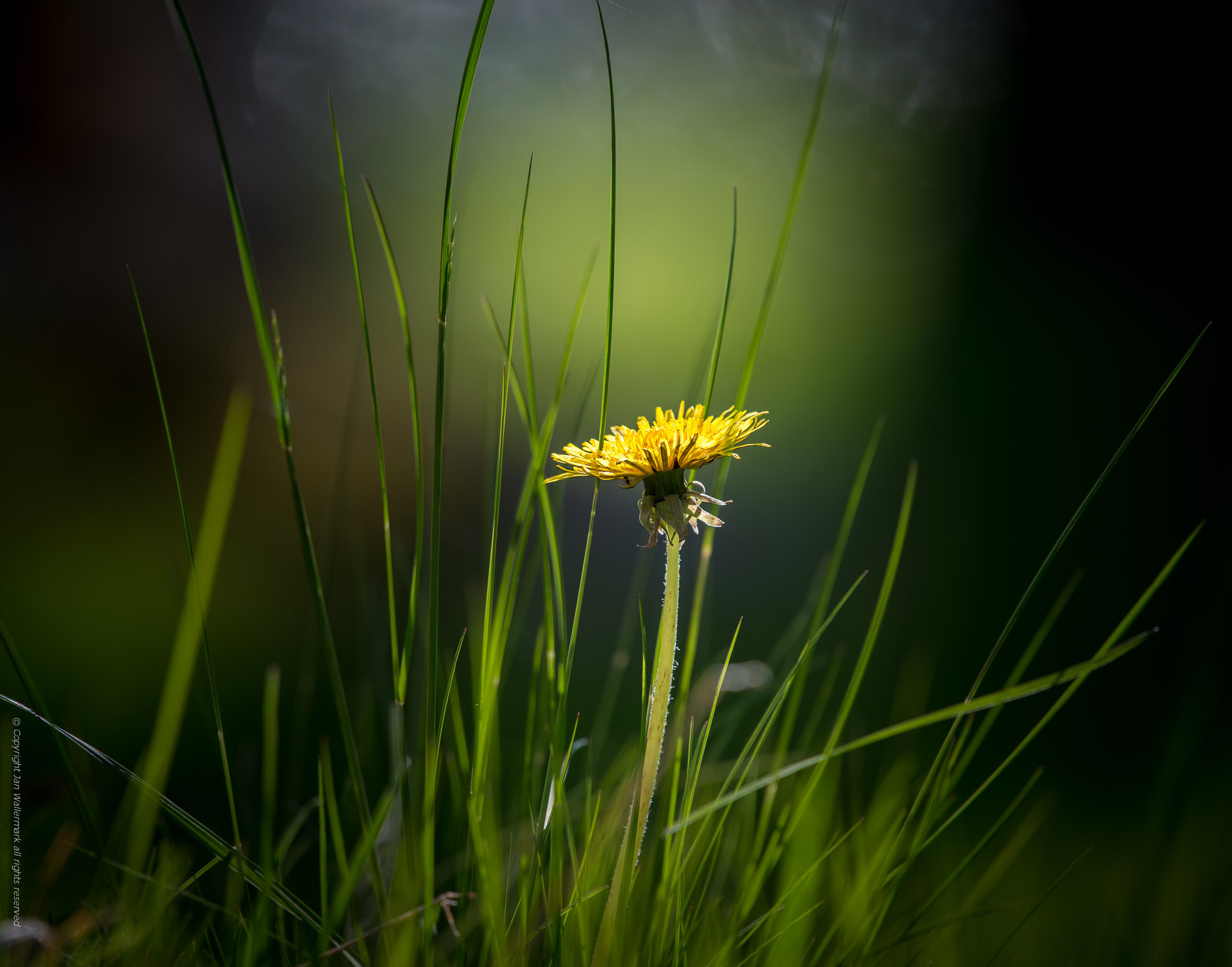 Nikon AF-S Nikkor 200-500mm F5.6E ED VR sample photo. Just summer!! photography