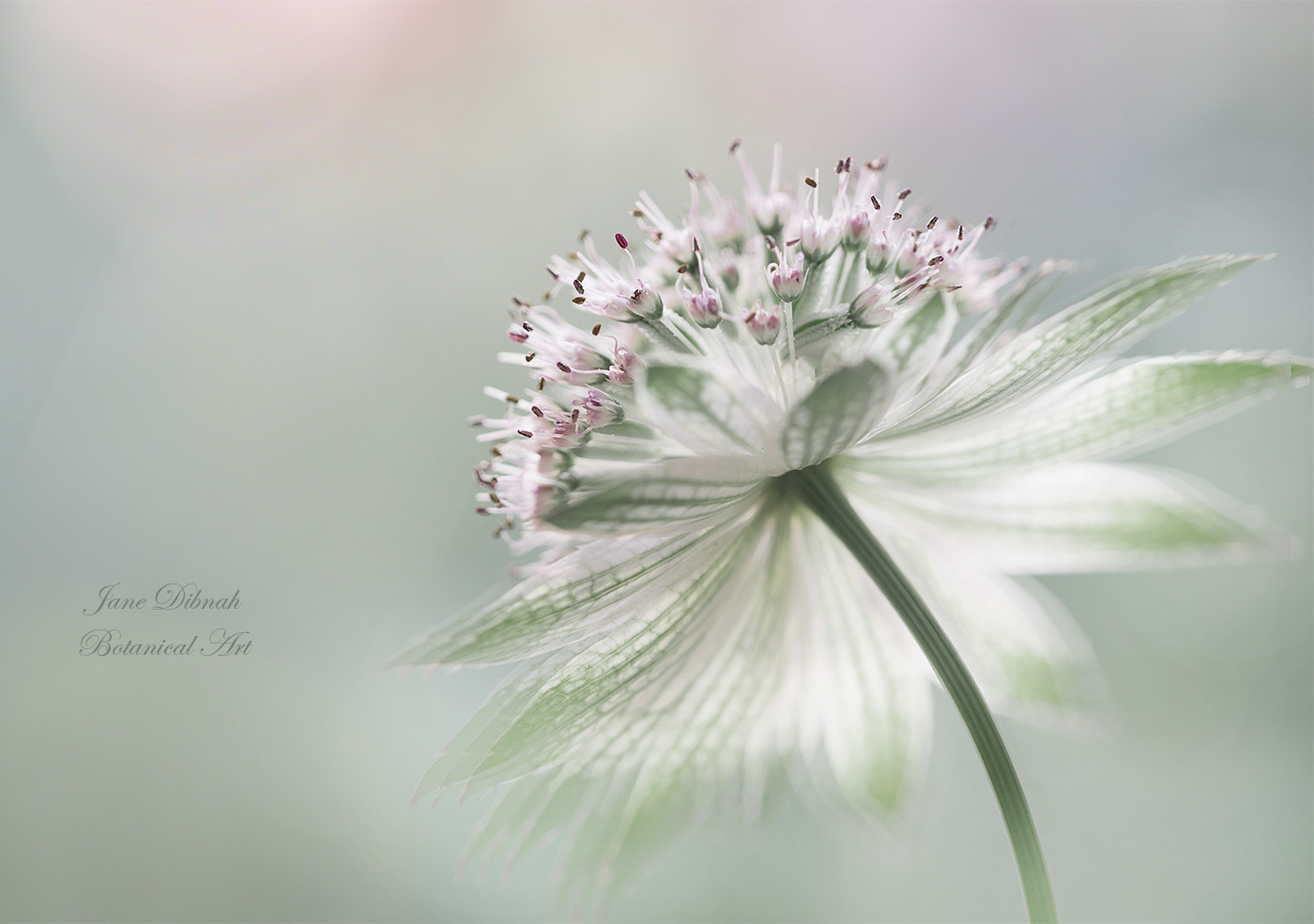 Canon EF 180mm F3.5L Macro USM sample photo. Astrantia photography