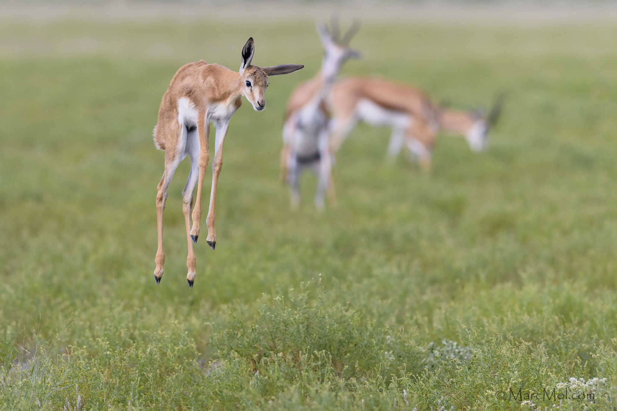 Nikon D5 + Nikon AF-S Nikkor 400mm F2.8E FL ED VR sample photo. Putting the "spring" into springbok photography