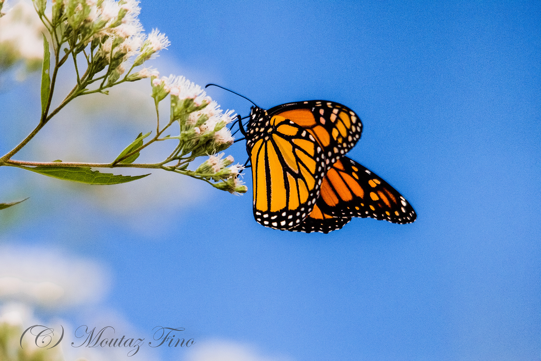 Sigma 150-500mm F5-6.3 DG OS HSM sample photo. Monarch butterfly photography