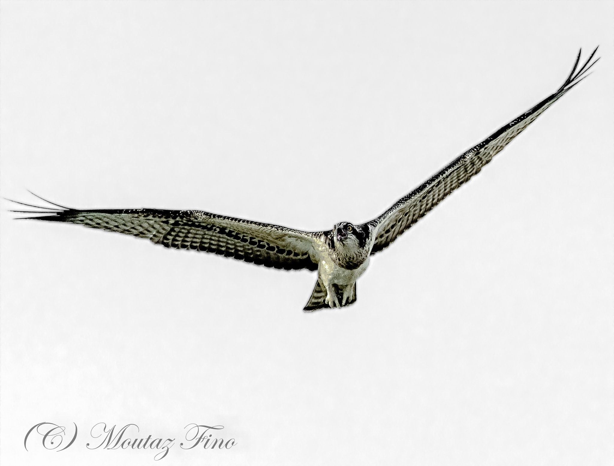 Sigma 150-500mm F5-6.3 DG OS HSM sample photo