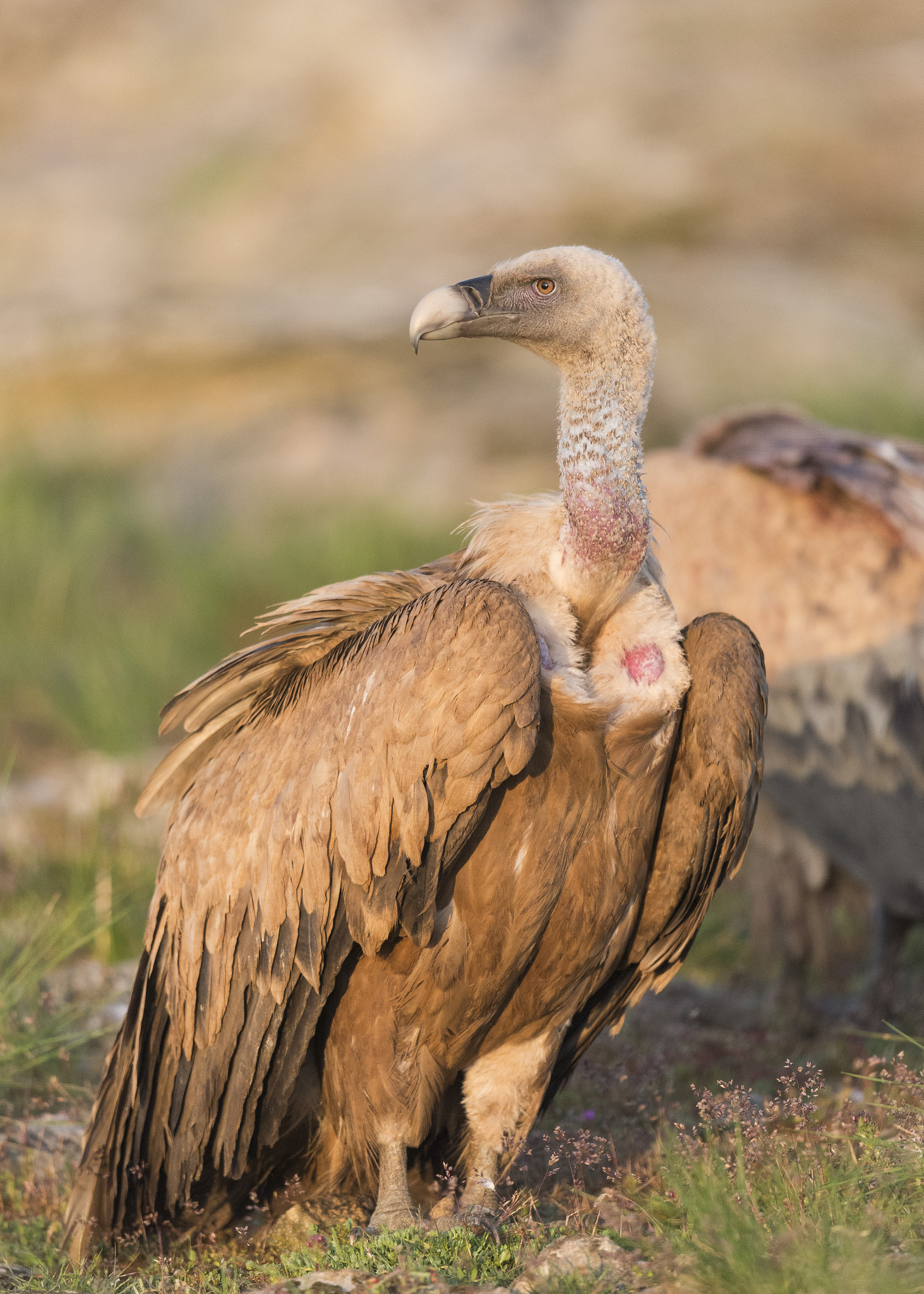 Nikon D610 + Nikon AF-S Nikkor 600mm F4G ED VR sample photo. Buitre leonado  gargantilla del lozoya photography