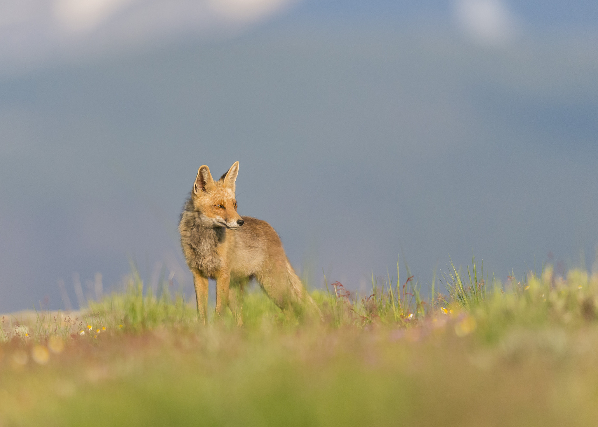 Nikon D610 + Nikon AF-S Nikkor 600mm F4G ED VR sample photo. Zorro  gargantilla del lozoya photography