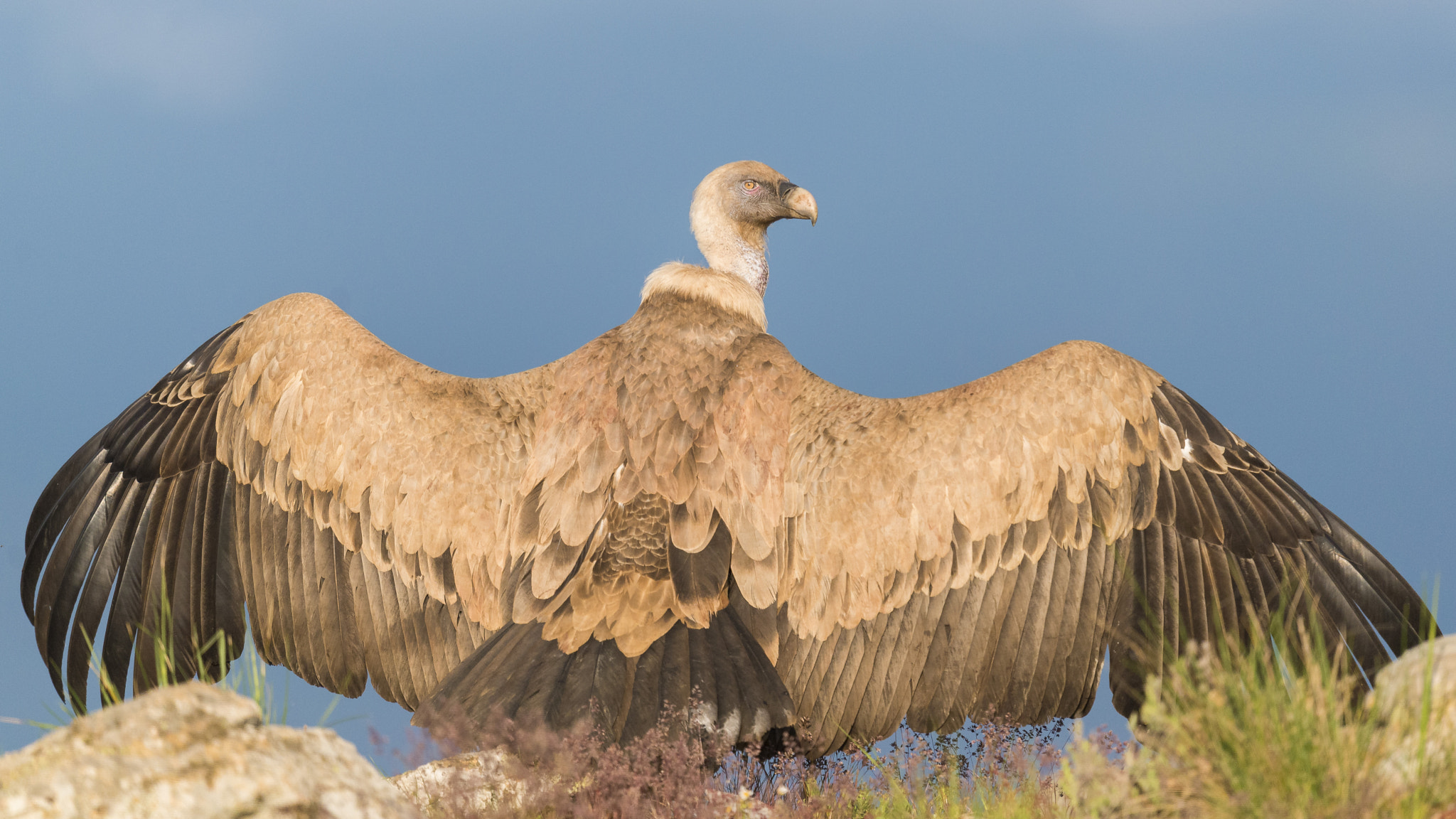 Nikon D610 + Nikon AF-S Nikkor 600mm F4G ED VR sample photo. Buitre leonado  gargantilla del lozoya photography