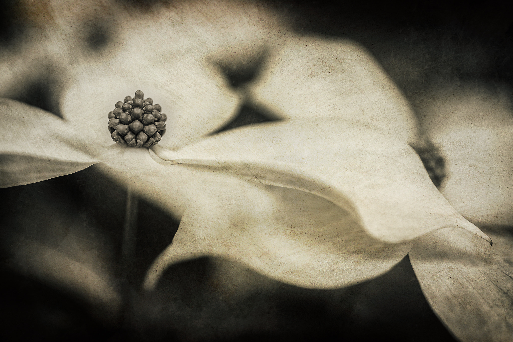 ZEISS Makro-Planar T* 50mm F2 sample photo. Dogwood photography