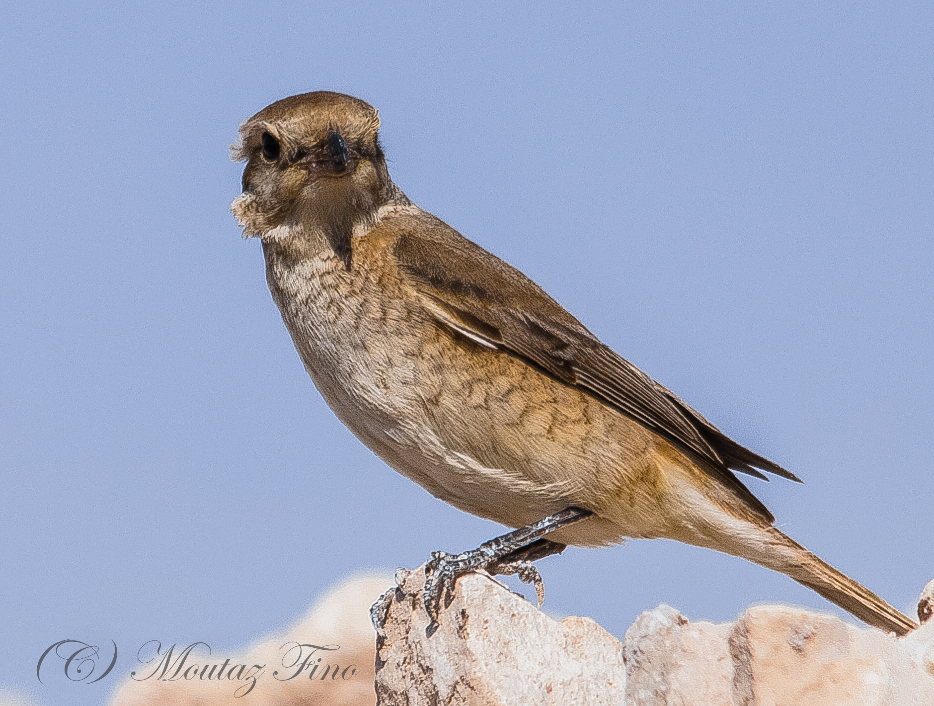 Sigma 150-500mm F5-6.3 DG OS HSM sample photo. Southern grey shrike photography