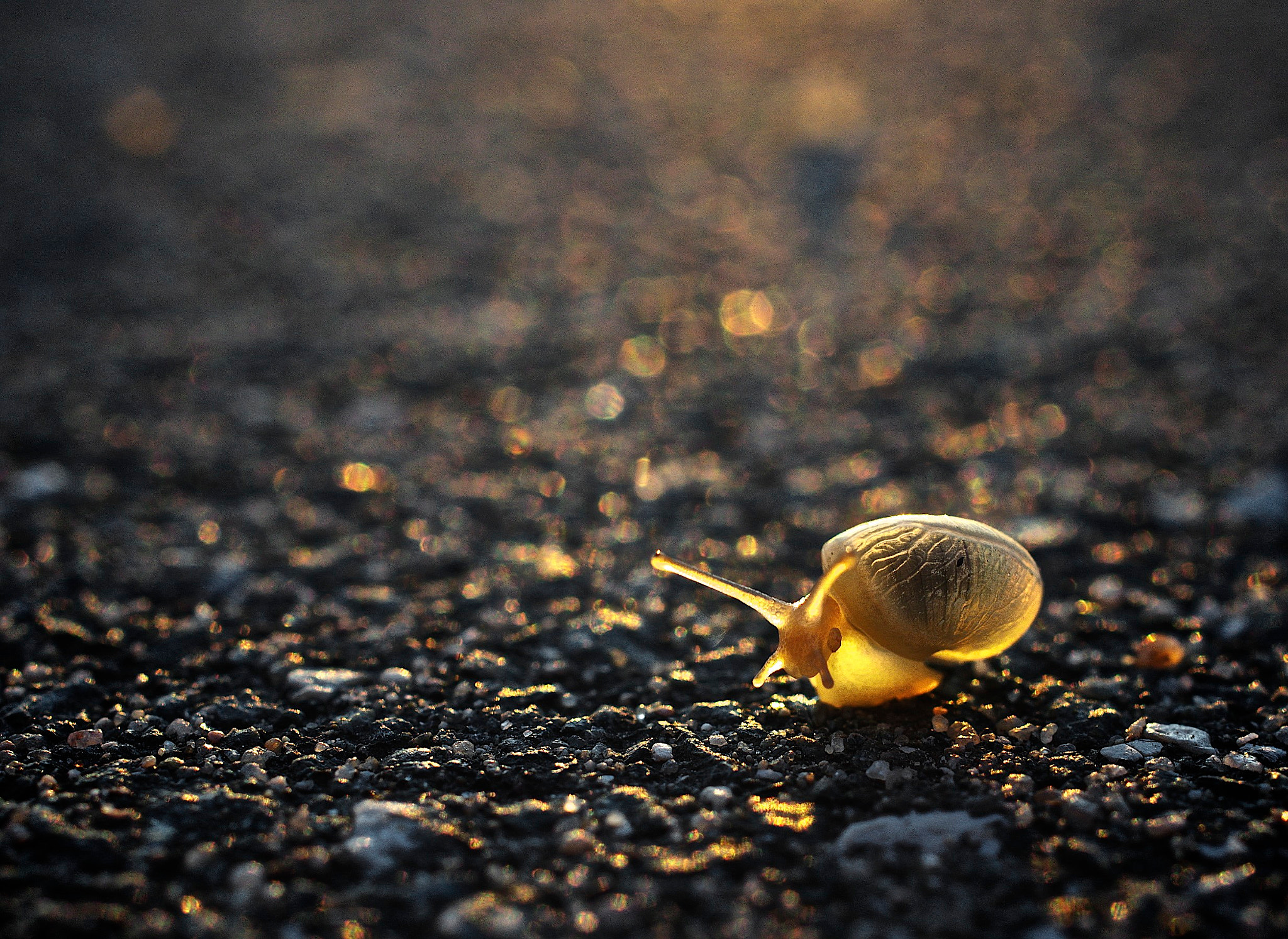 Pentax smc DA 35mm F2.8 Macro Limited sample photo. Snail of gold photography