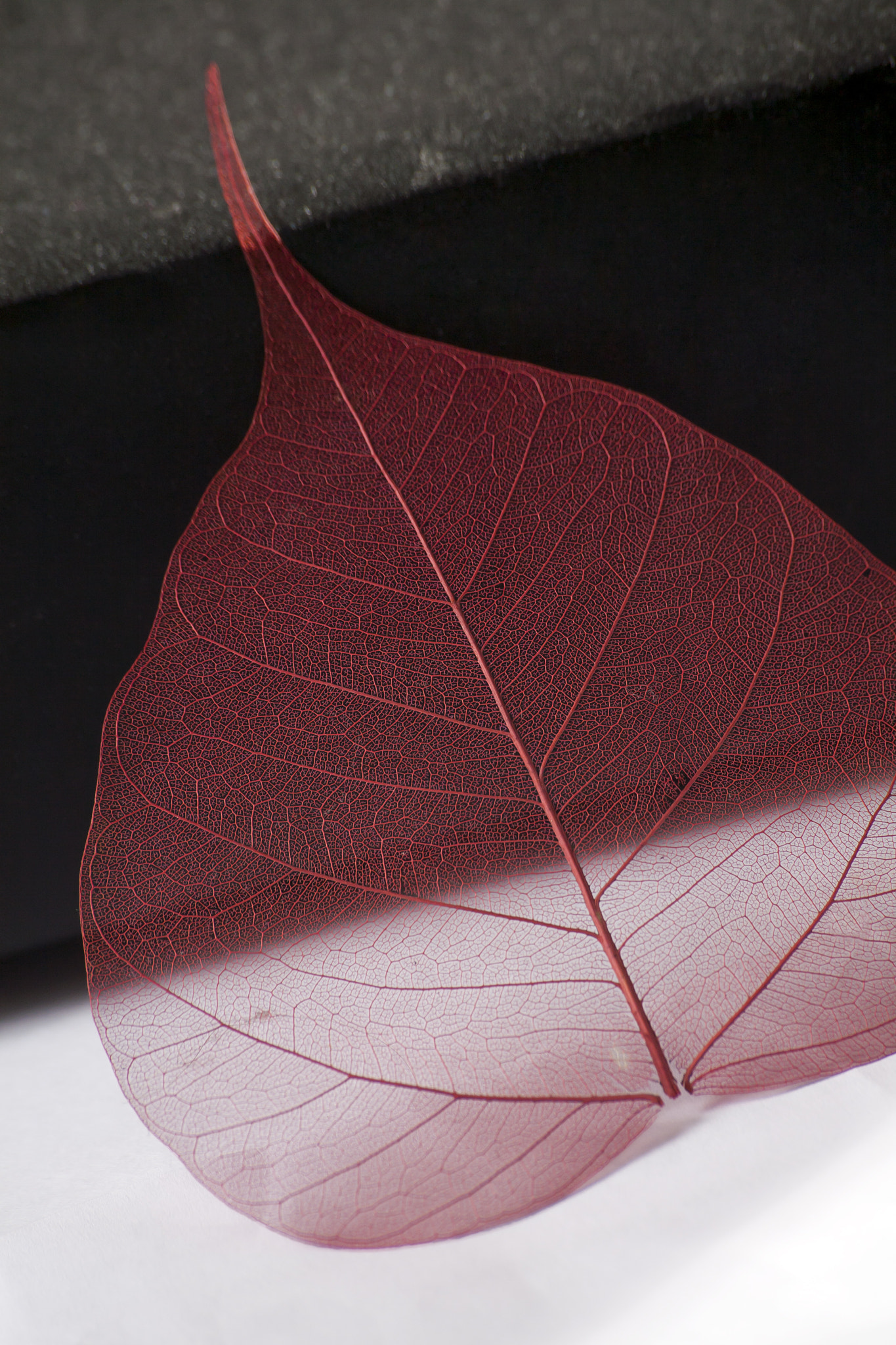 Sigma 70-300mm F4-5.6 APO DG Macro sample photo. Skeleton leaf abstract background photography