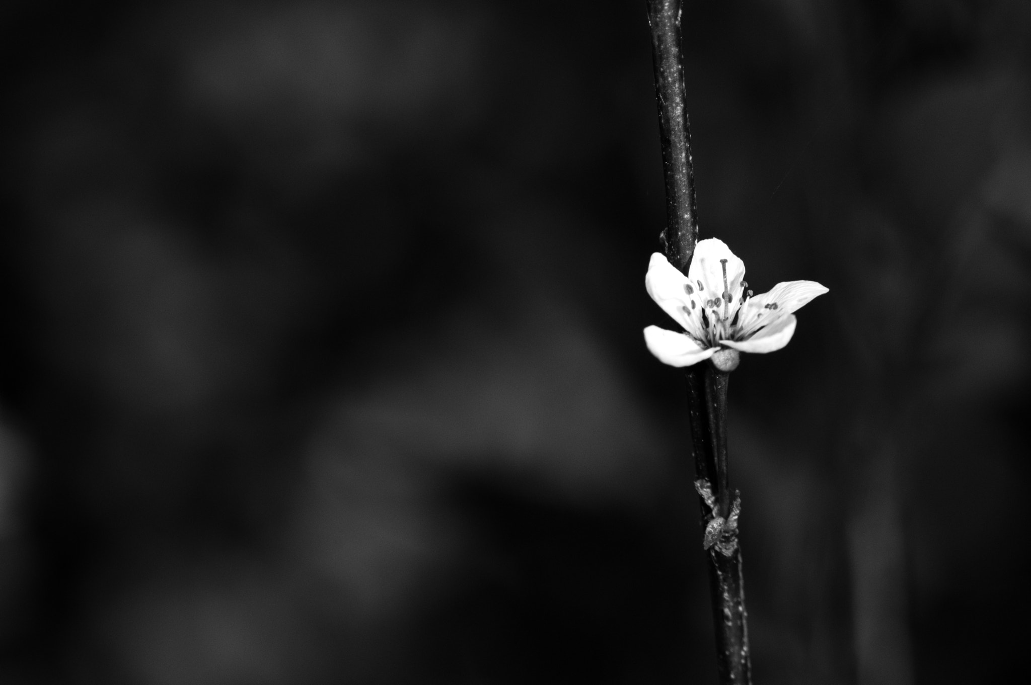 Pentax K-3 + Pentax smc DA 55-300mm F4.0-5.8 ED sample photo. Lonely blossom photography