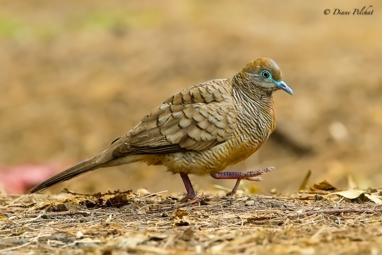 Canon EF 300mm F2.8L IS II USM sample photo. Zebra dove photography