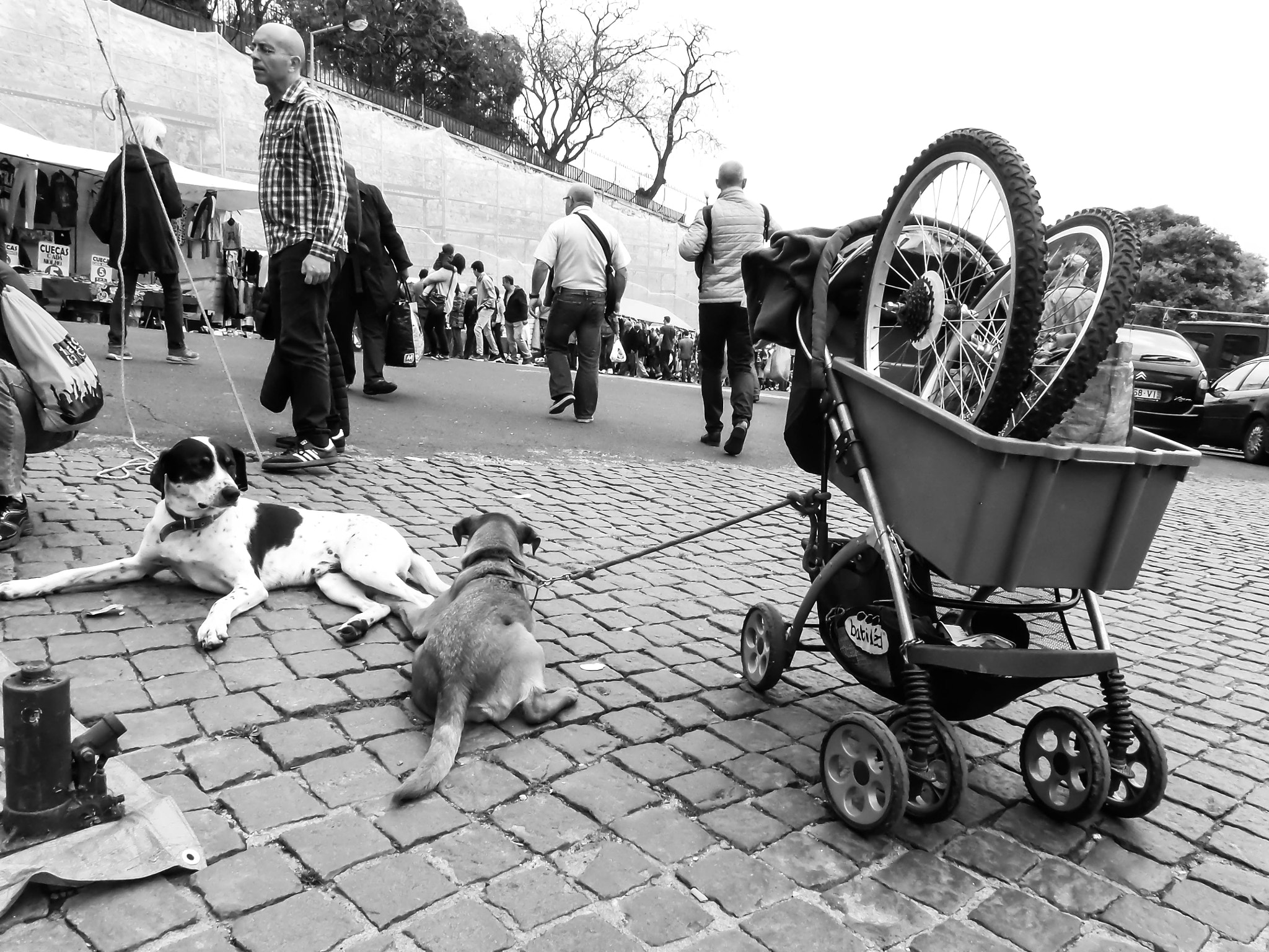 Samsung WB200F/WB201F/WB202F sample photo. Os cães da ladra _ the ladra dogs, lisbon photography