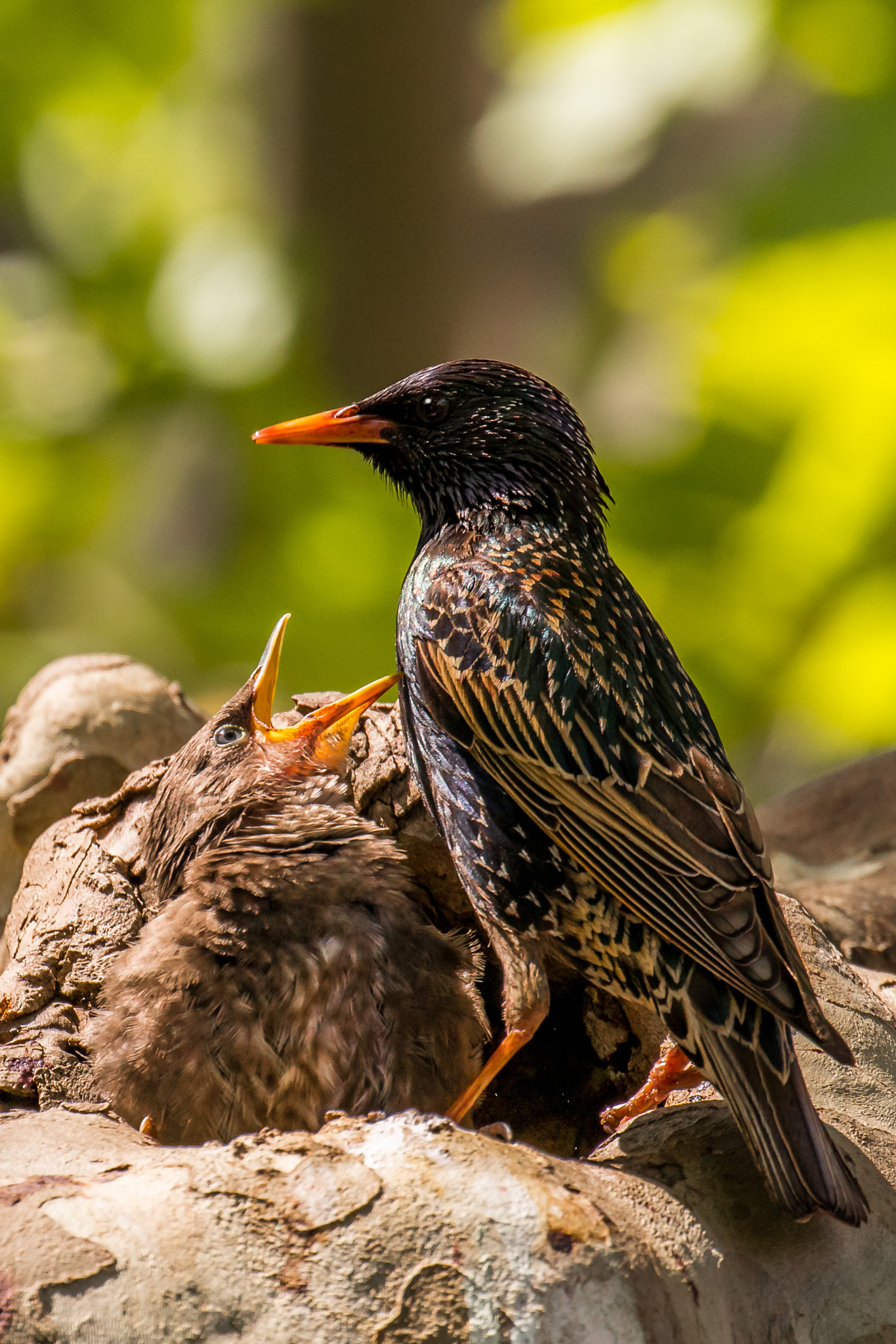 Canon EOS 80D + Canon EF 100-400mm F4.5-5.6L IS II USM sample photo. Hunger photography