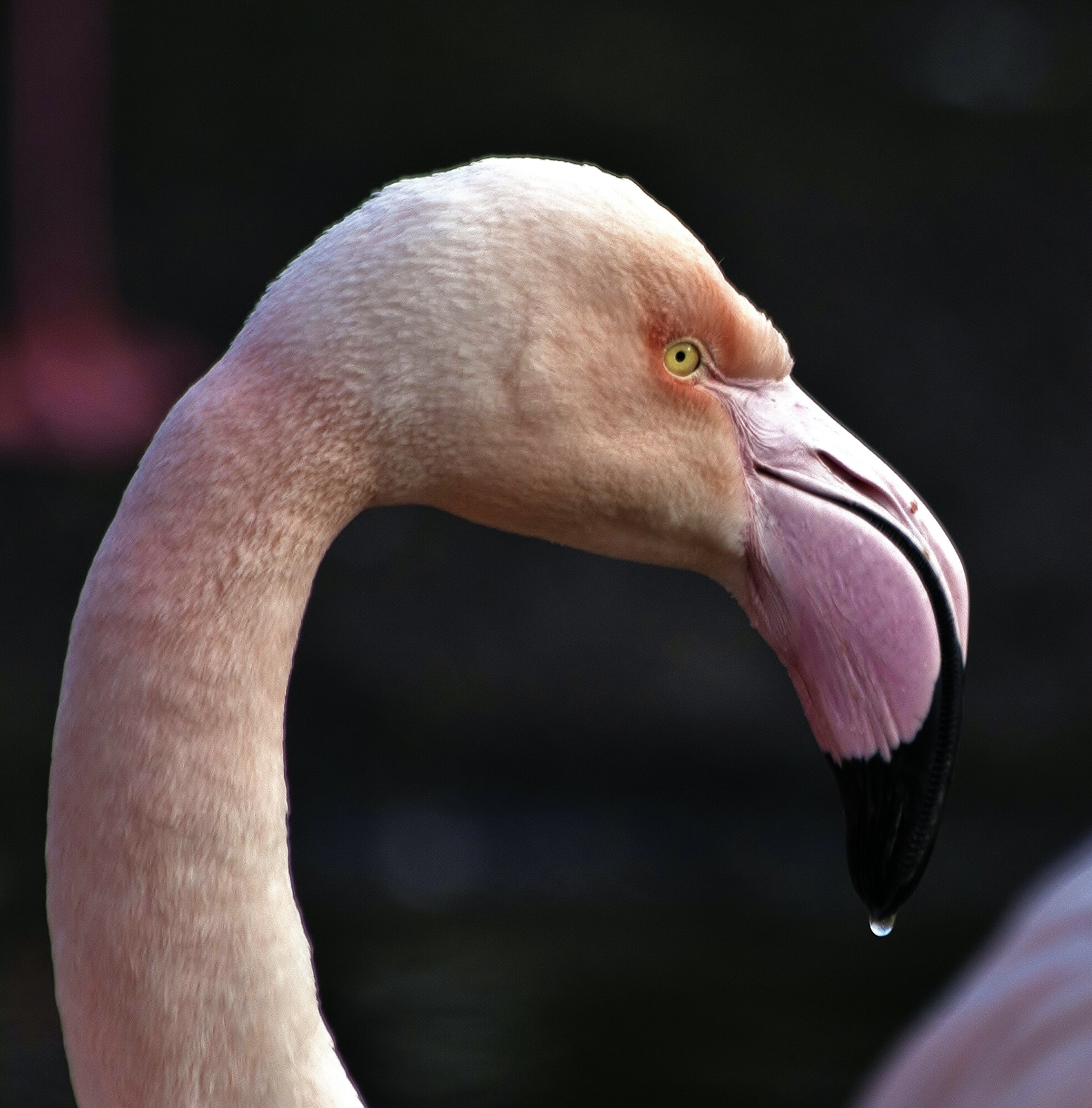 Canon EF 70-300mm F4-5.6 IS USM sample photo. Flamingo  photography