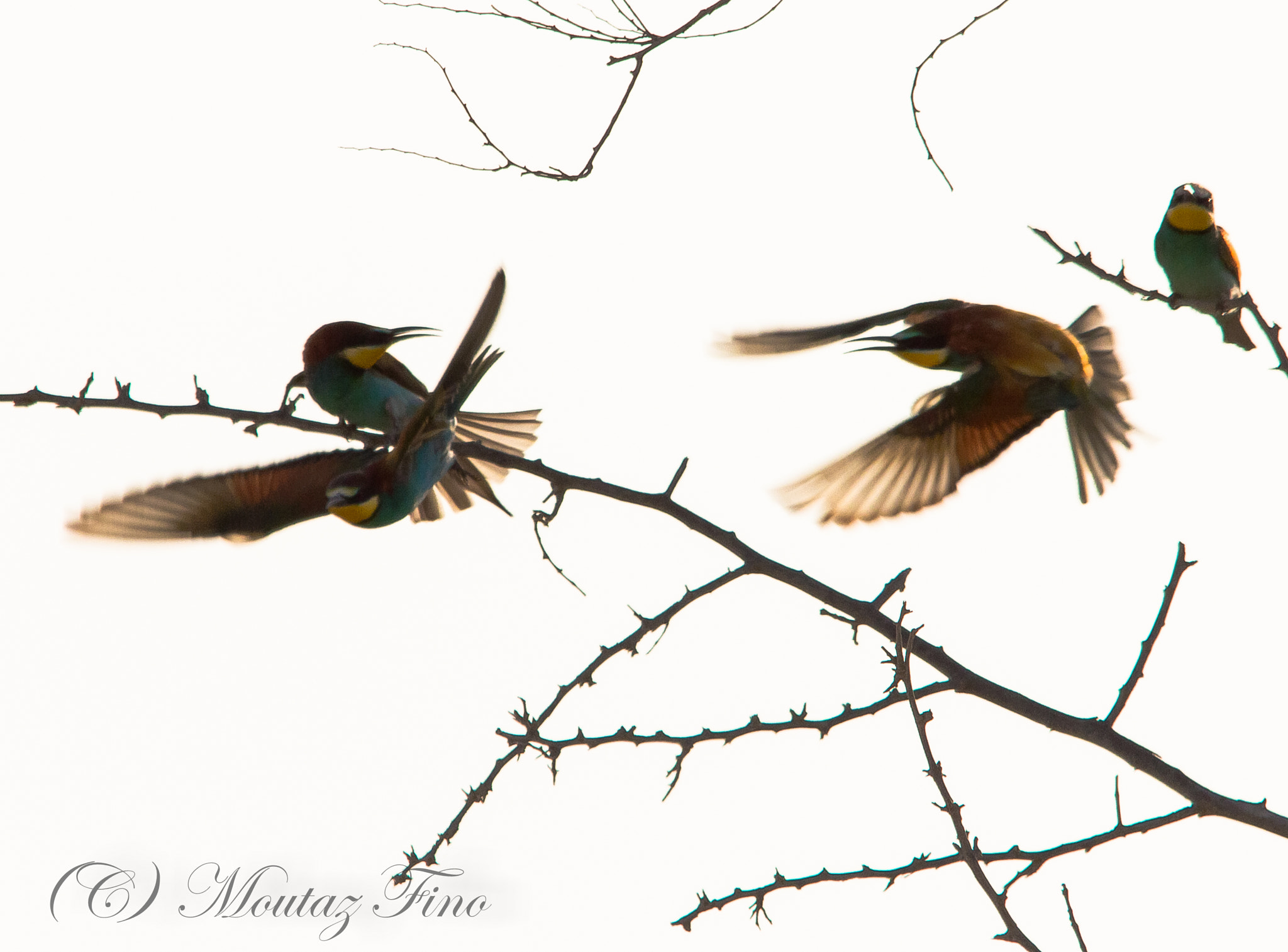 Sigma 150-500mm F5-6.3 DG OS HSM sample photo