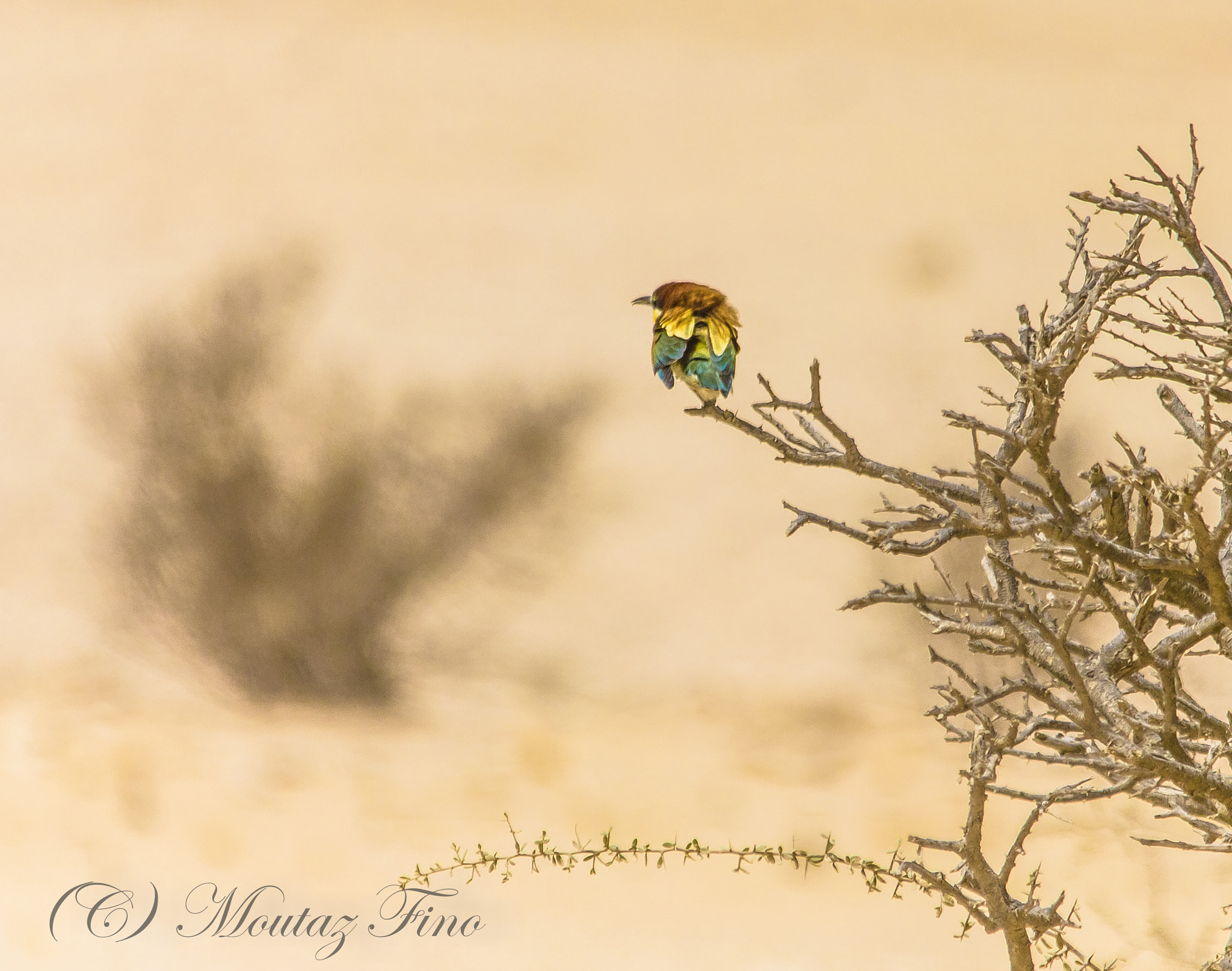 Canon EOS 550D (EOS Rebel T2i / EOS Kiss X4) + Sigma 150-500mm F5-6.3 DG OS HSM sample photo. Bee eater photography