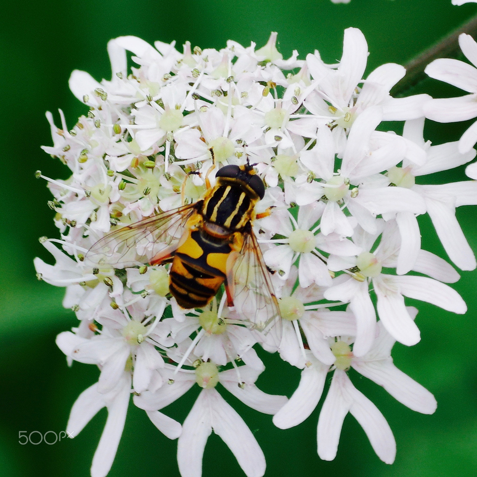 Pentax smc DA 50-200mm F4-5.6 ED WR sample photo. Hoverfly photography