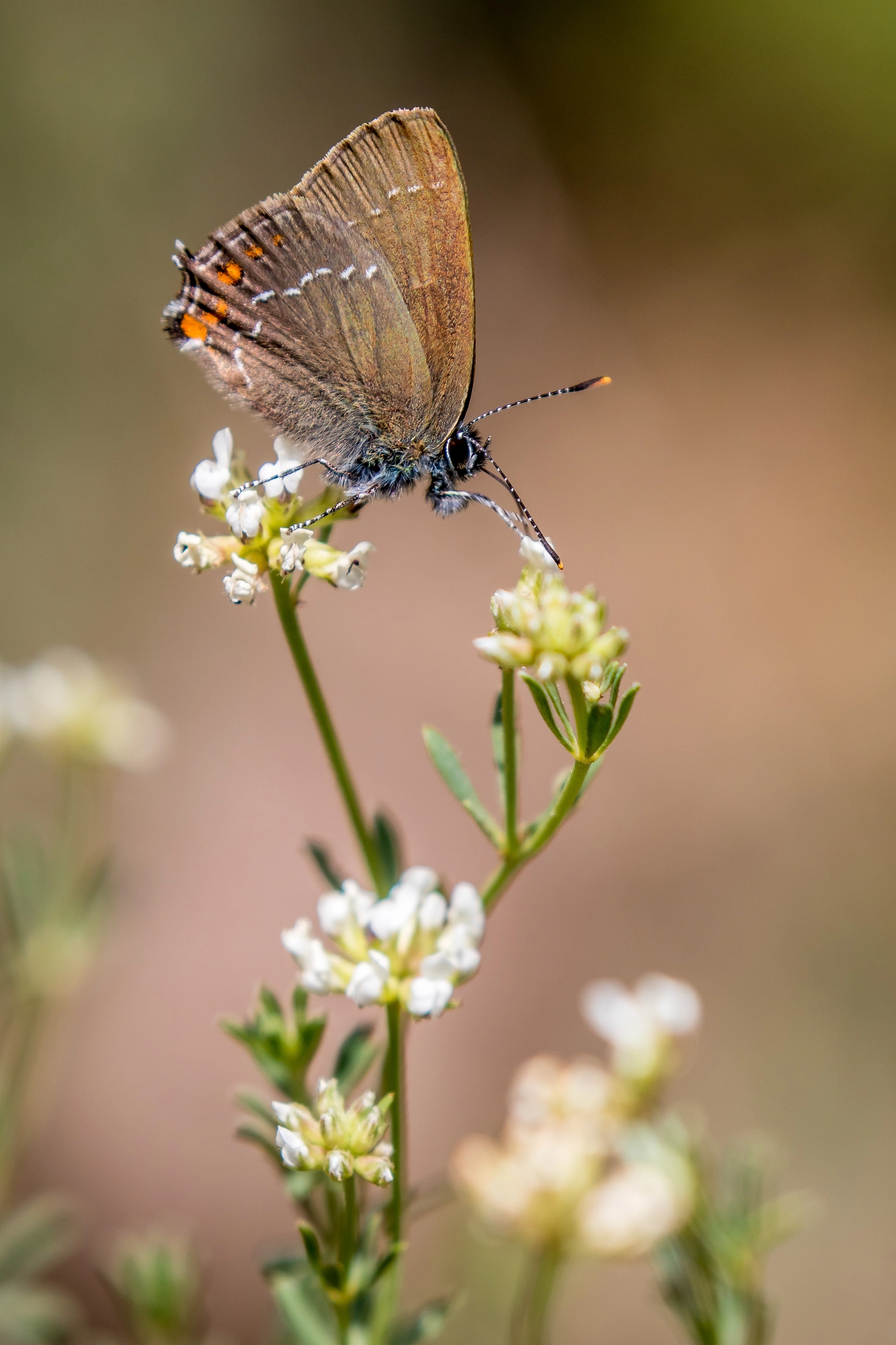 Canon EF 100-400mm F4.5-5.6L IS II USM sample photo. Thecla in balance photography