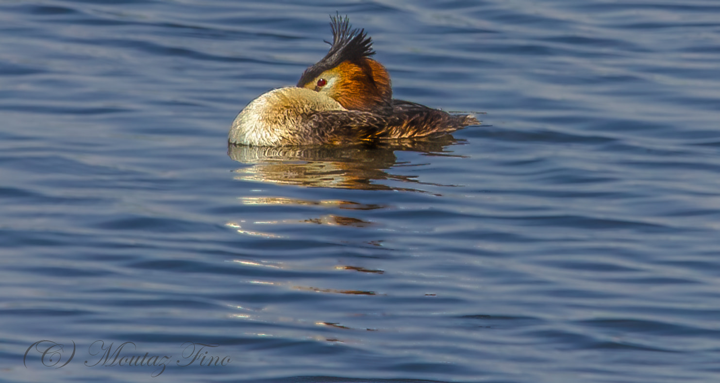 Sigma 150-500mm F5-6.3 DG OS HSM sample photo