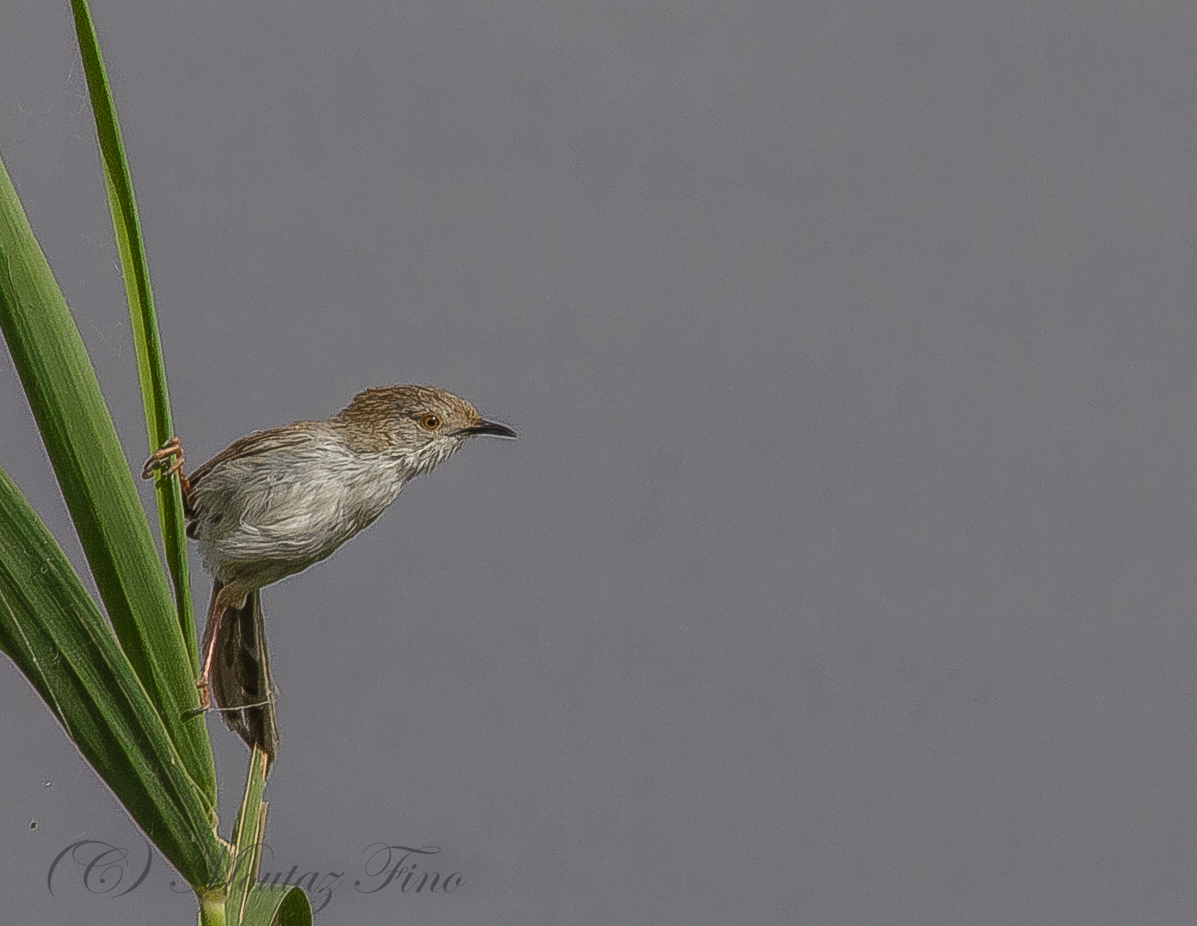Sigma 150-500mm F5-6.3 DG OS HSM sample photo