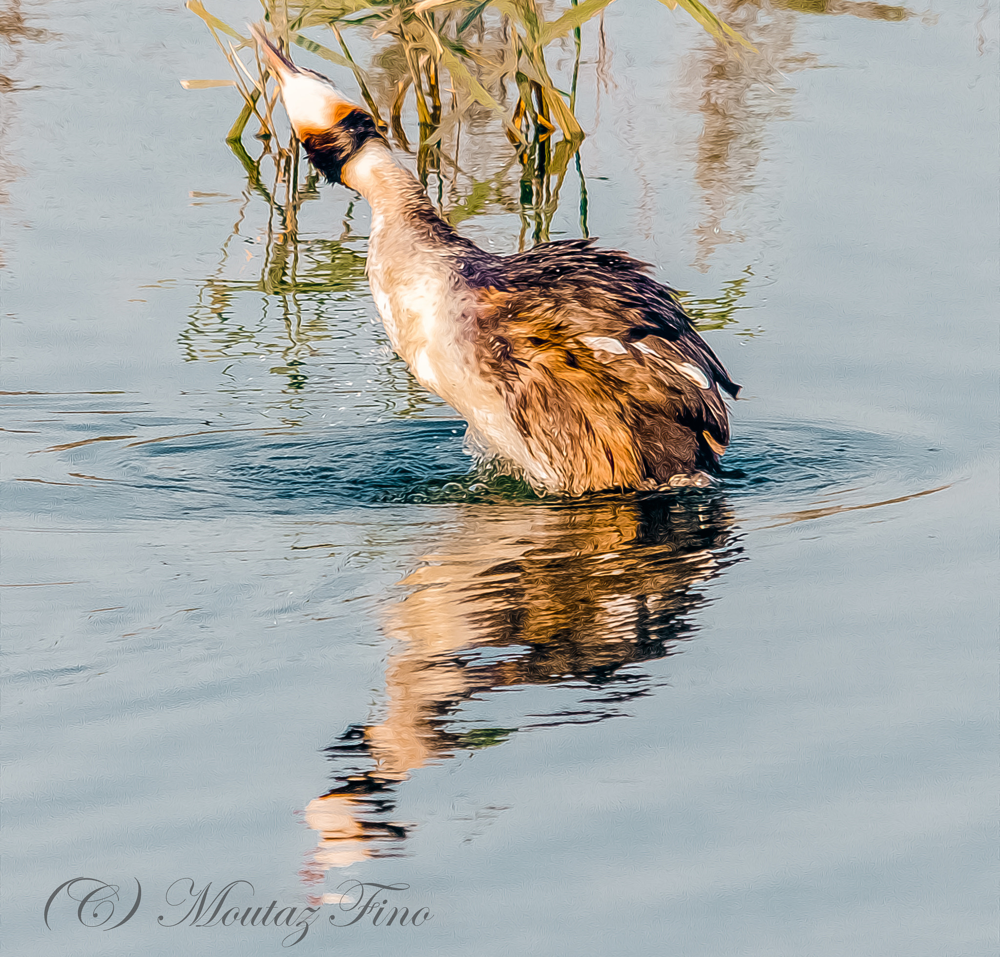 Sigma 150-500mm F5-6.3 DG OS HSM sample photo