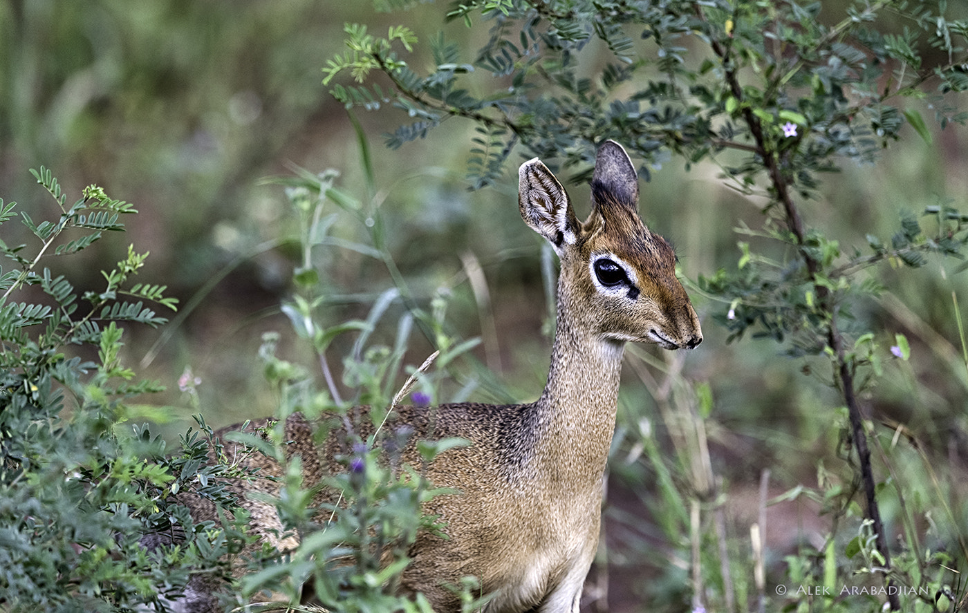Nikon AF-S Nikkor 400mm F2.8E FL ED VR sample photo. Bambi photography