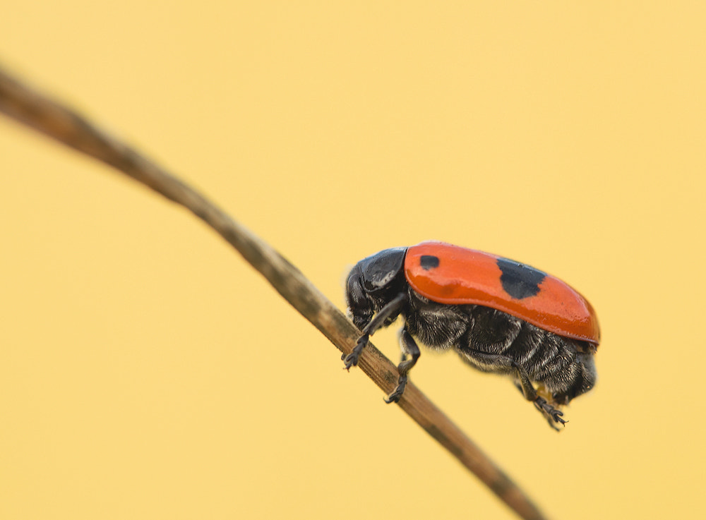 Sigma 150mm F2.8 EX DG Macro HSM sample photo. Ameisensackkäfer photography