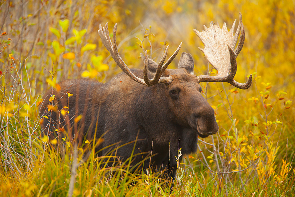Canon EF 300mm F2.8L IS USM sample photo. Bull moose photography