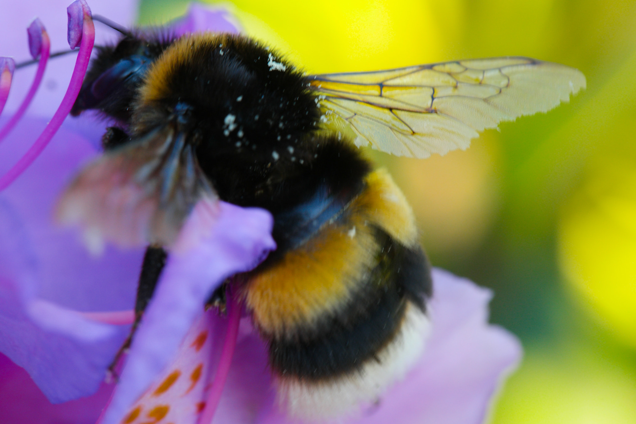 Samsung NX500 + NX 60mm F2.8 Macro sample photo. Bumblebee photography