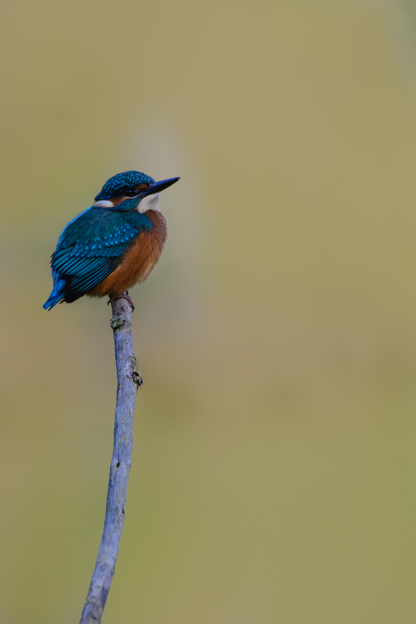 Sigma 150-600mm F5-6.3 DG OS HSM | C sample photo