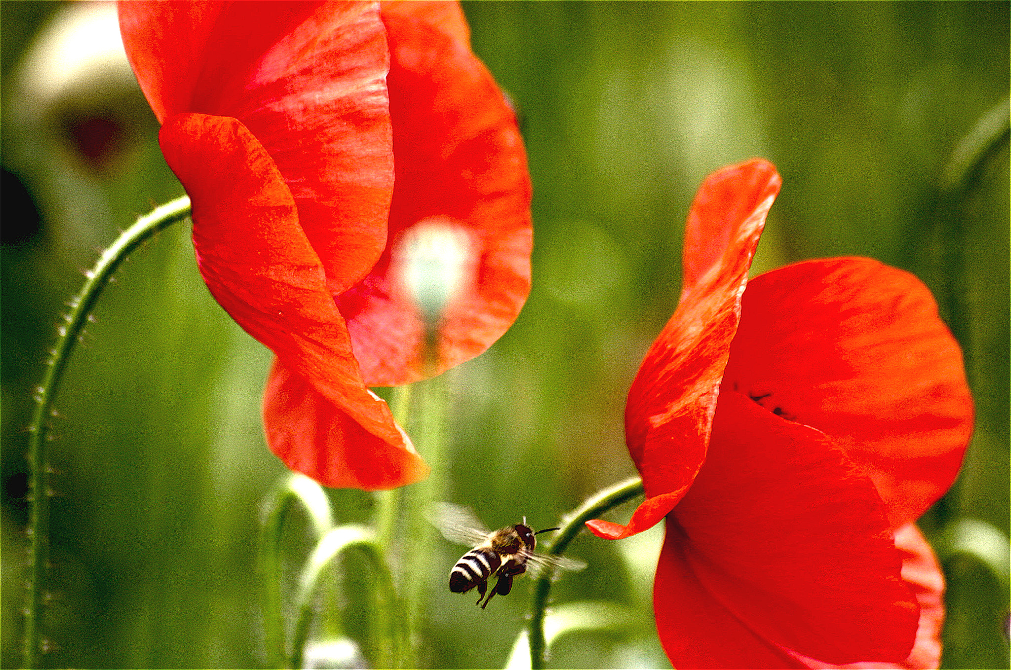 Sigma 70-300mm F4-5.6 APO DG Macro sample photo. Bee and poppies photography