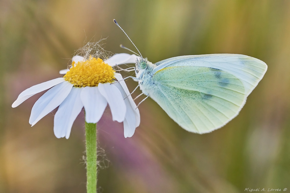 Sony ILCA-77M2 + 150mm F2.8 sample photo. Pieris rapae photography