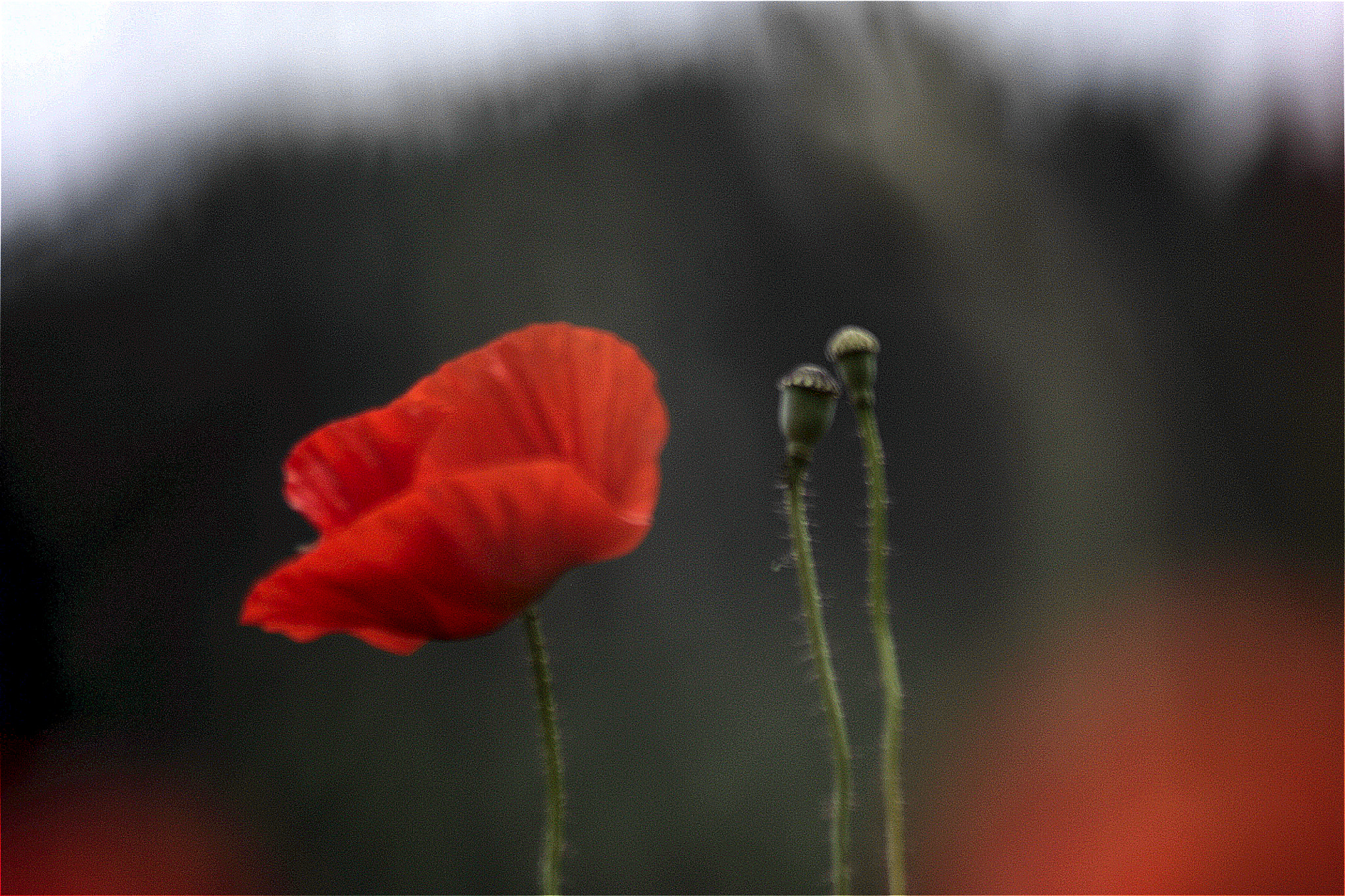 Sigma 70-300mm F4-5.6 APO DG Macro sample photo. Blur poppies photography