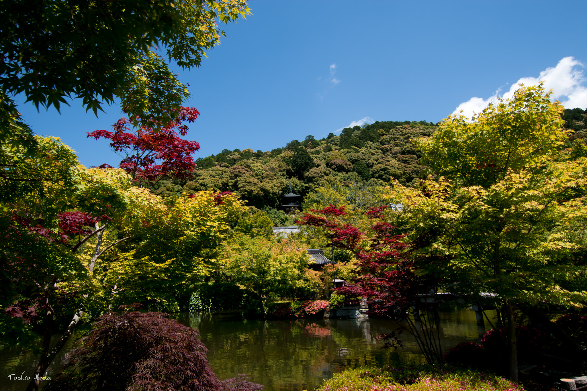 Sony ILCA-77M2 + Sigma 10-20mm F3.5 EX DC HSM sample photo. Eikan-do temple in kyoto  永観堂 photography
