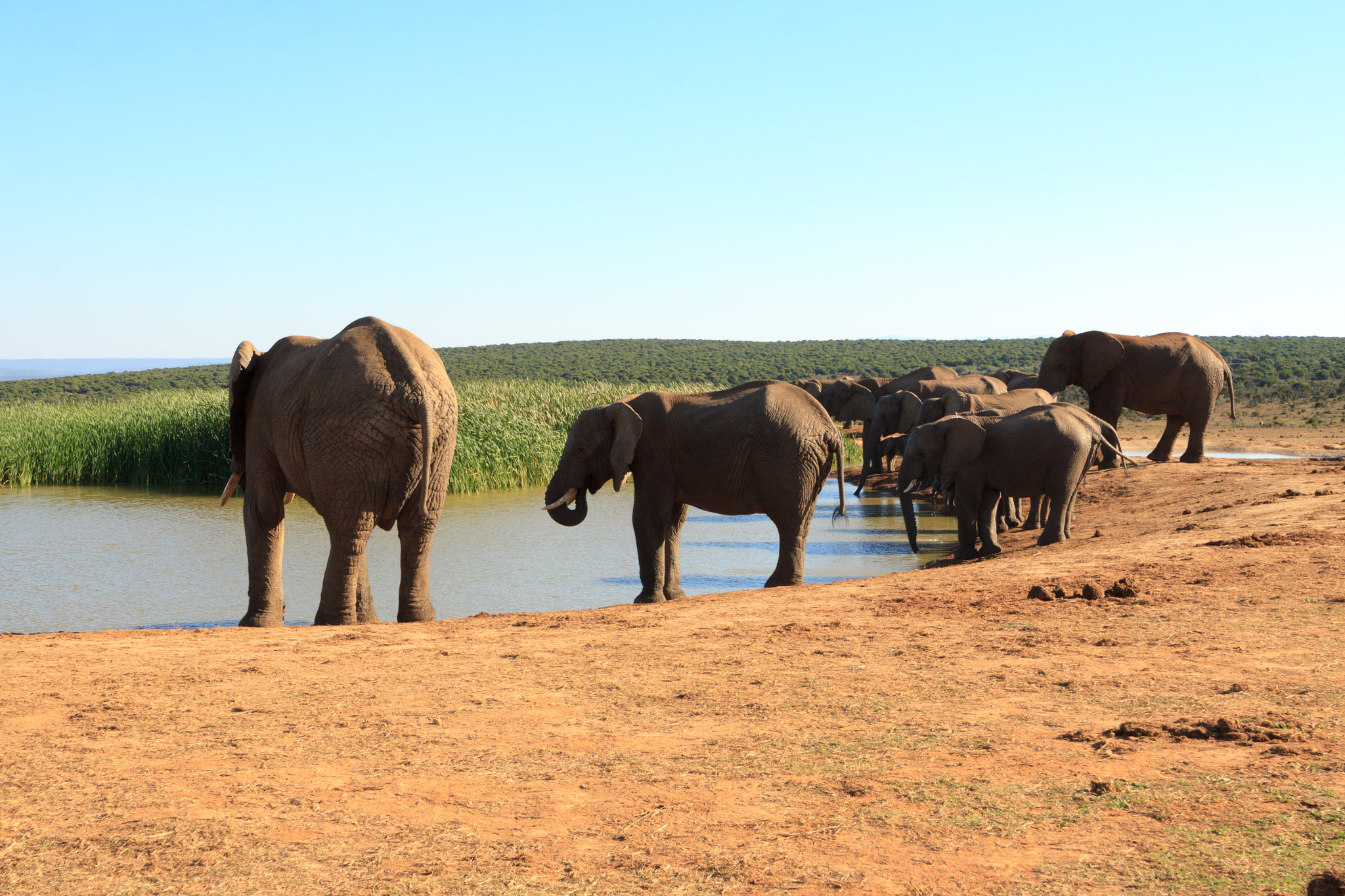 Canon EOS 50D + Canon EF 300mm f/2.8L sample photo. Tribe of the african bush elephant photography