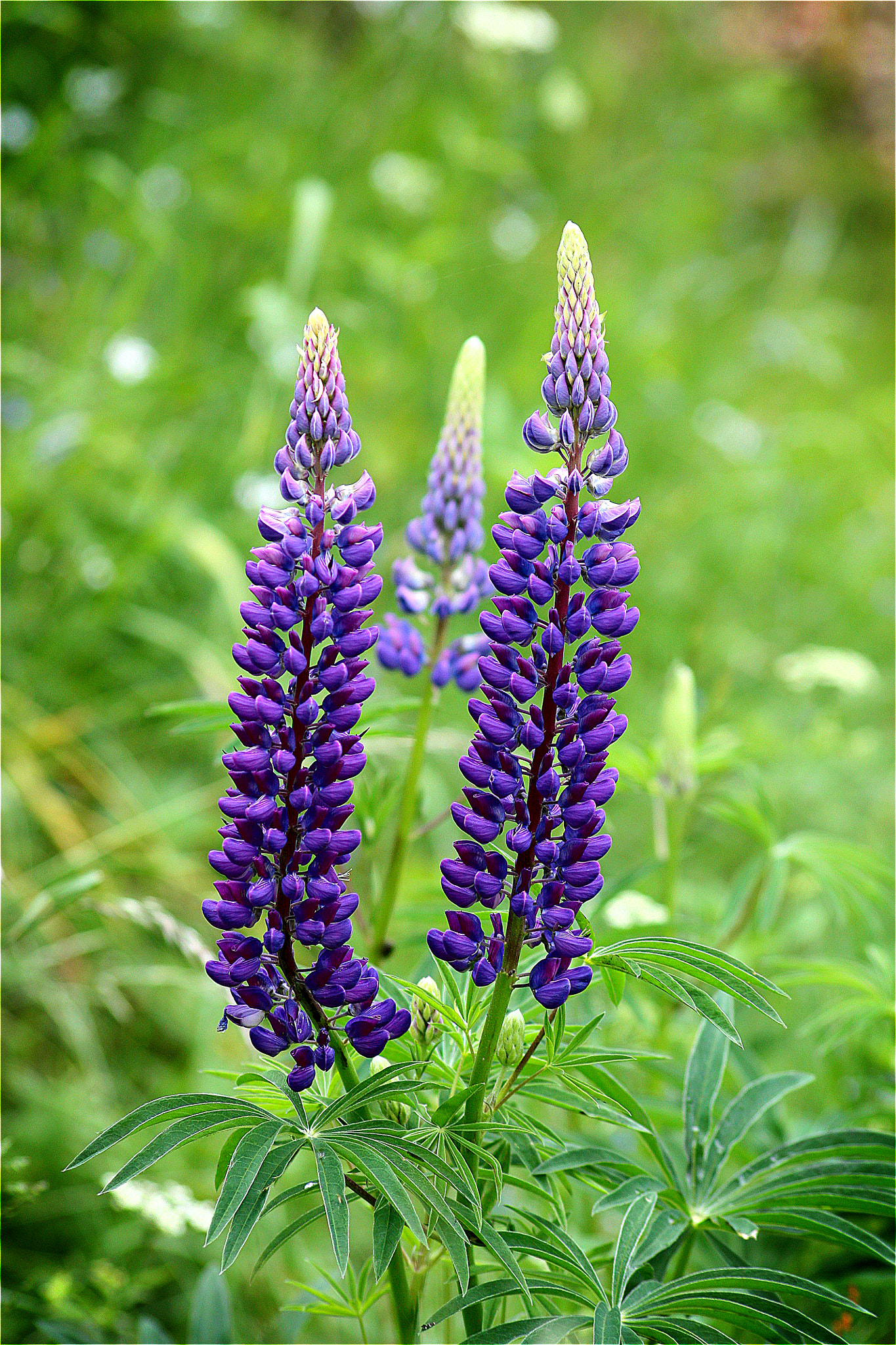 Sigma 70-300mm F4-5.6 APO DG Macro sample photo. Lupines photography