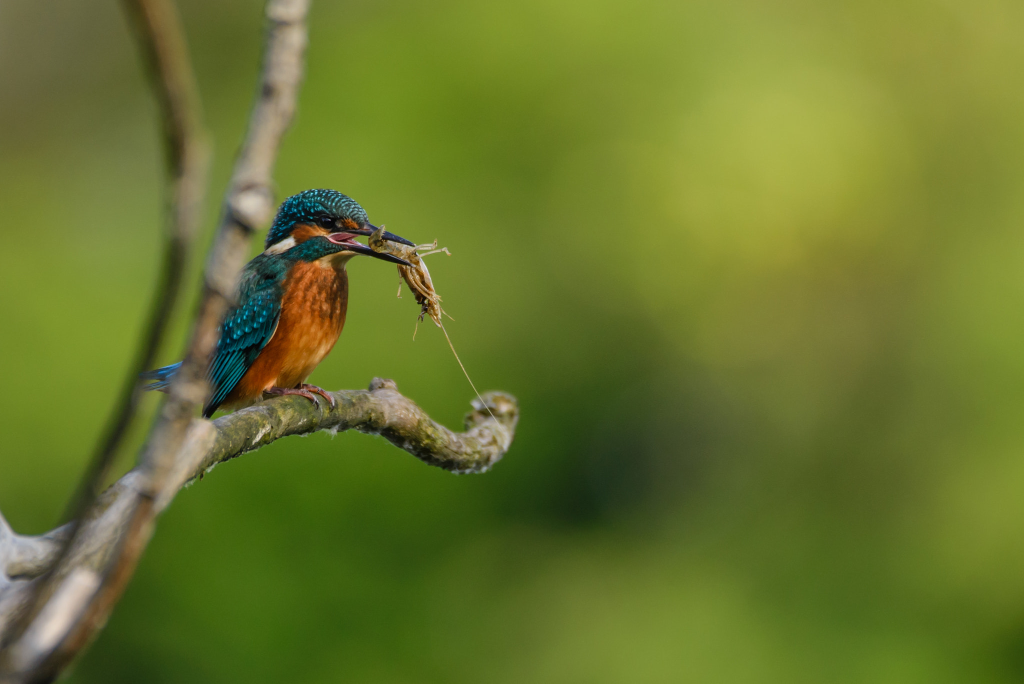 Sigma 150-600mm F5-6.3 DG OS HSM | C sample photo. Lunch  photography